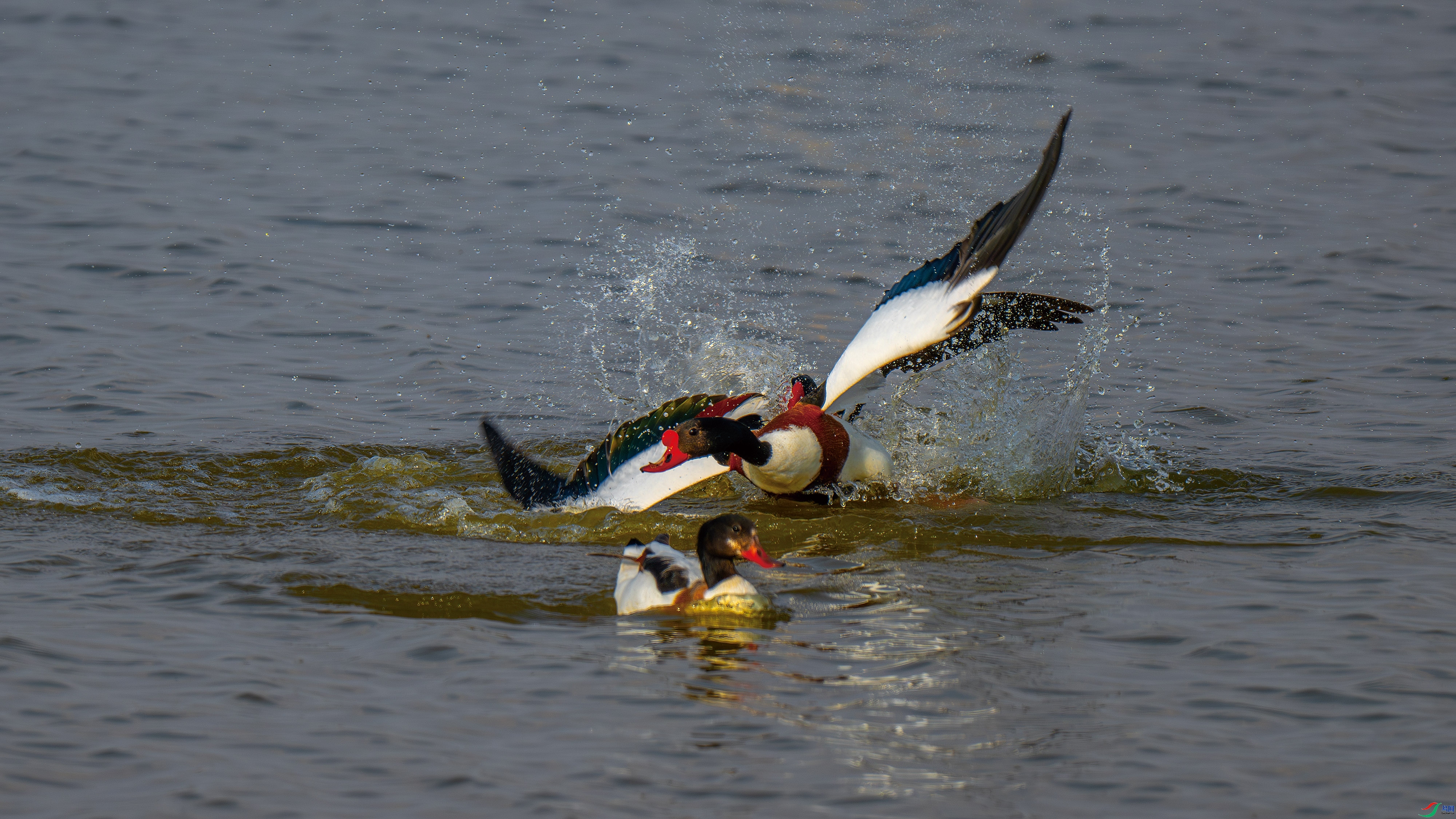 ���鱣��ս ���� ��ѧ�� ��һ.jpg