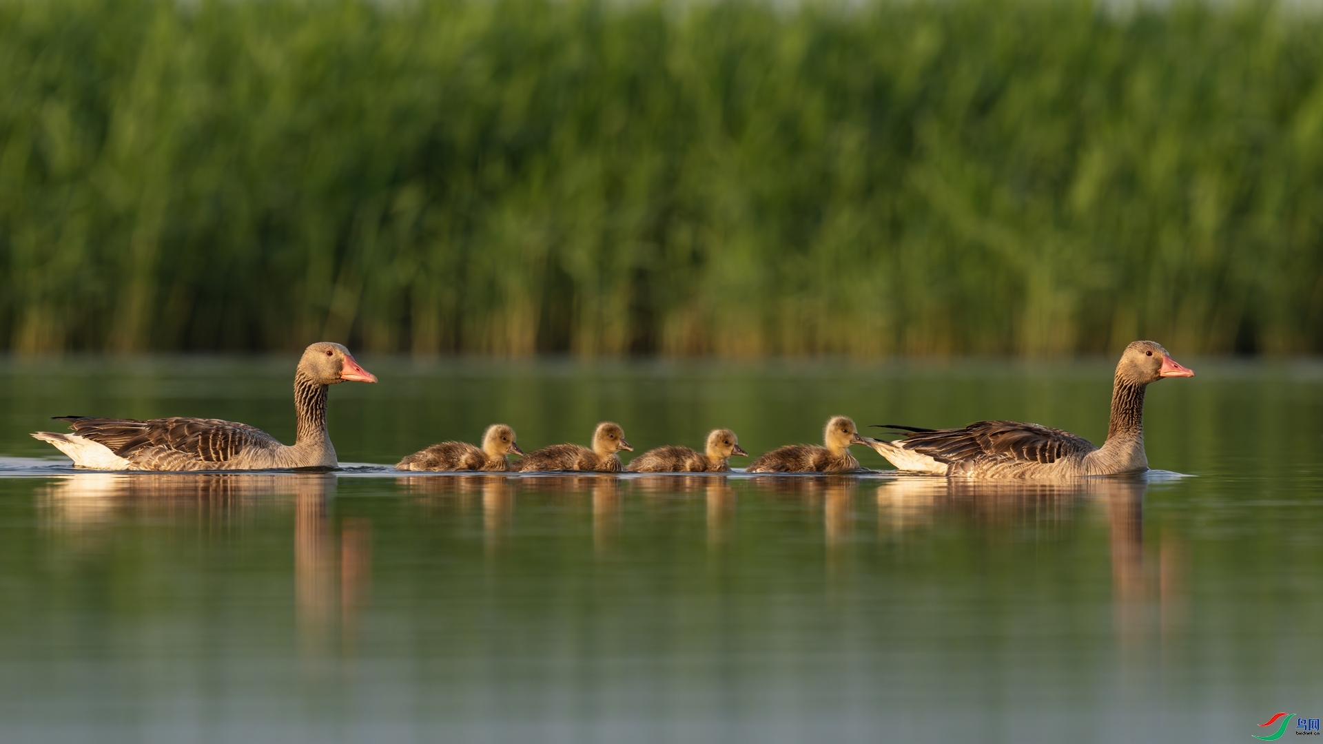 һ����  ���� ����ľ ��һ.jpg