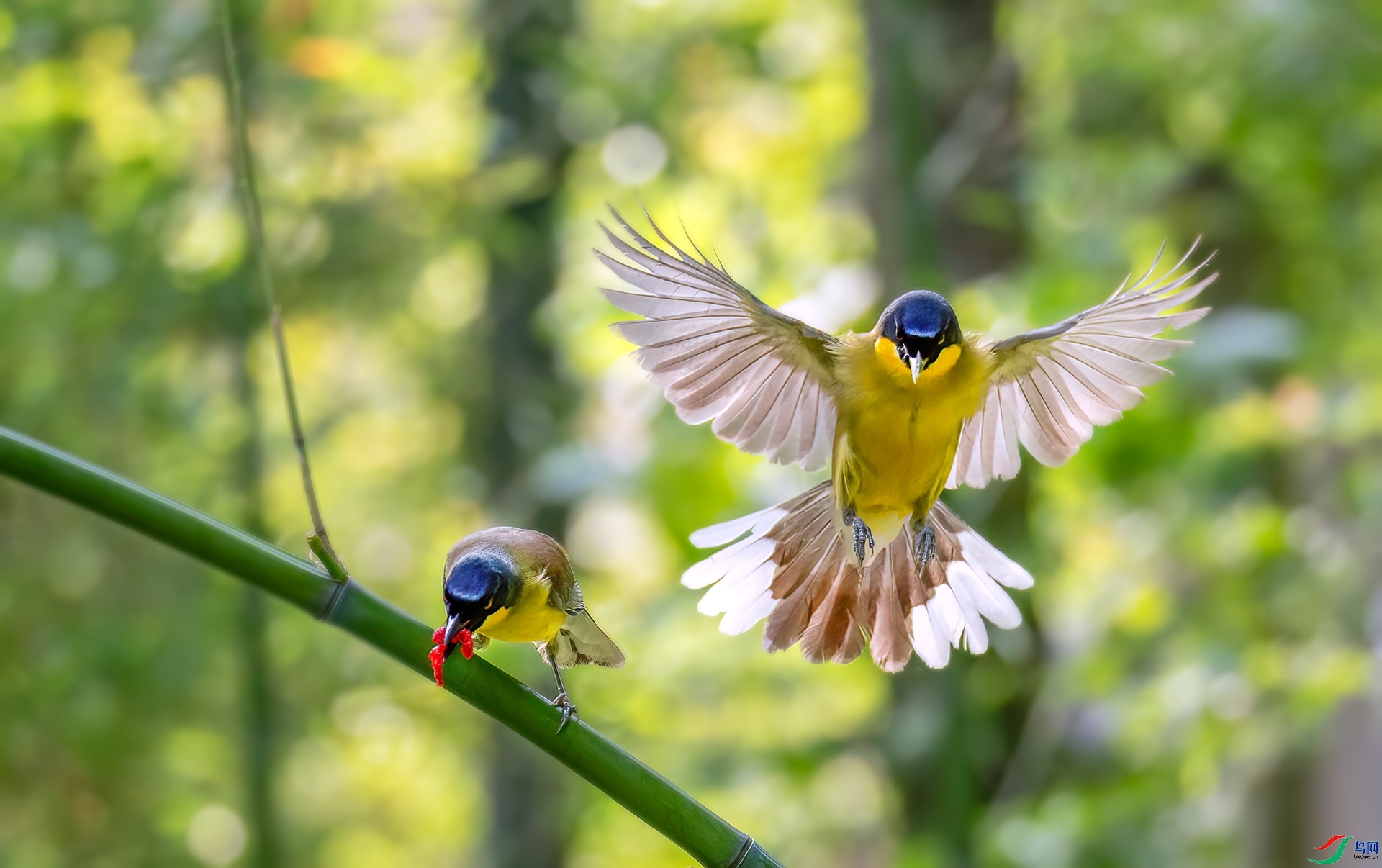 ����ͼ5  ���� Ҷ�� ����.jpg