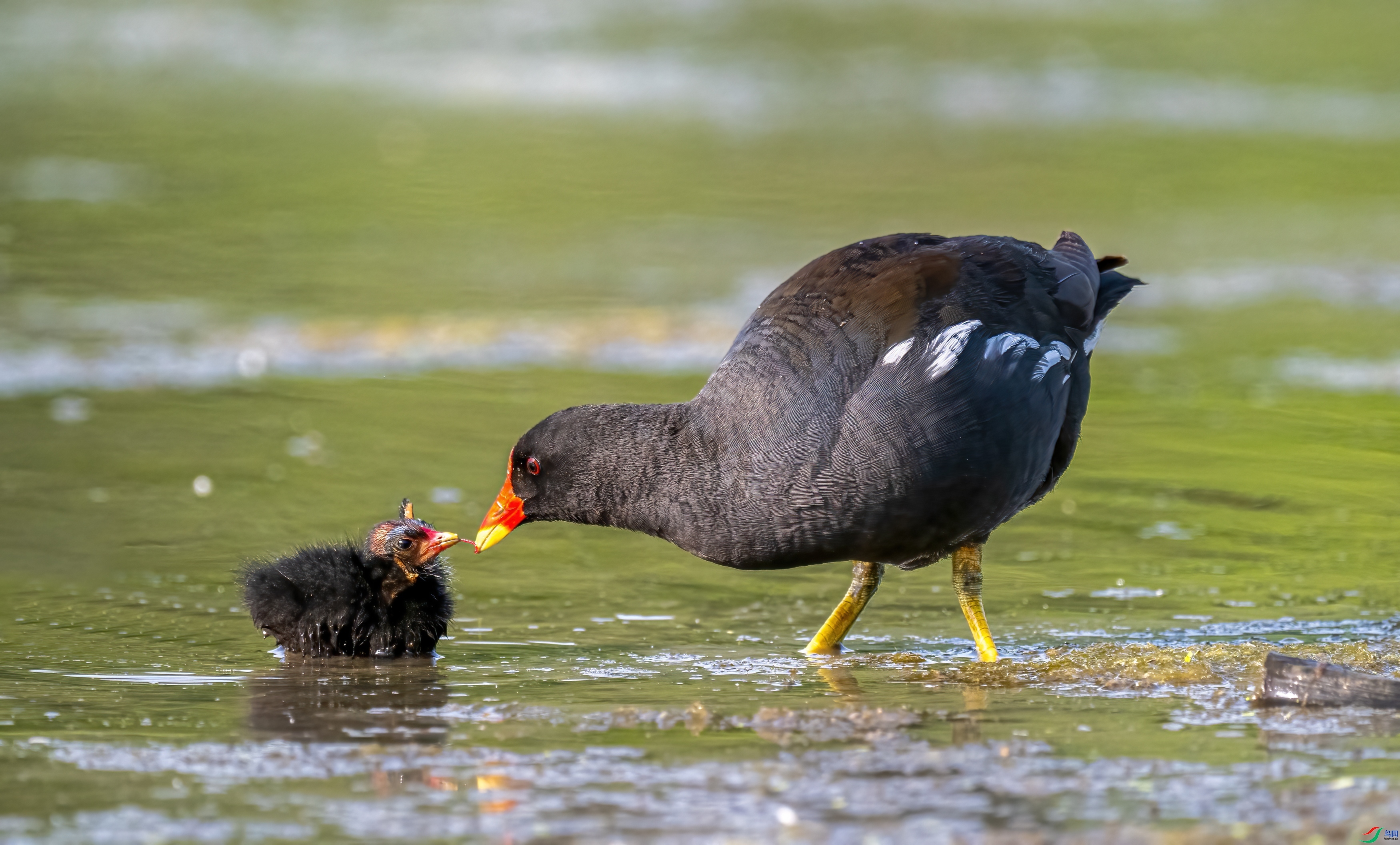 ĸ�� ���� ������ ����.jpg