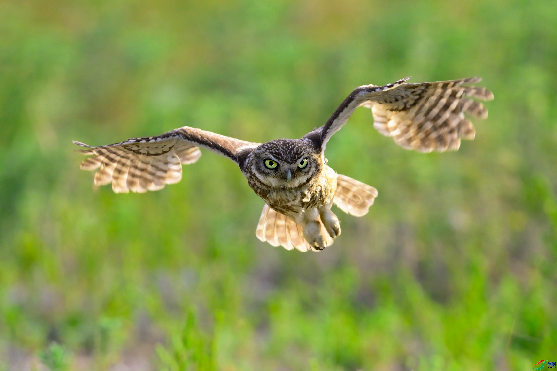 ���е�Сè  ���� �չ���������  ����.jpg