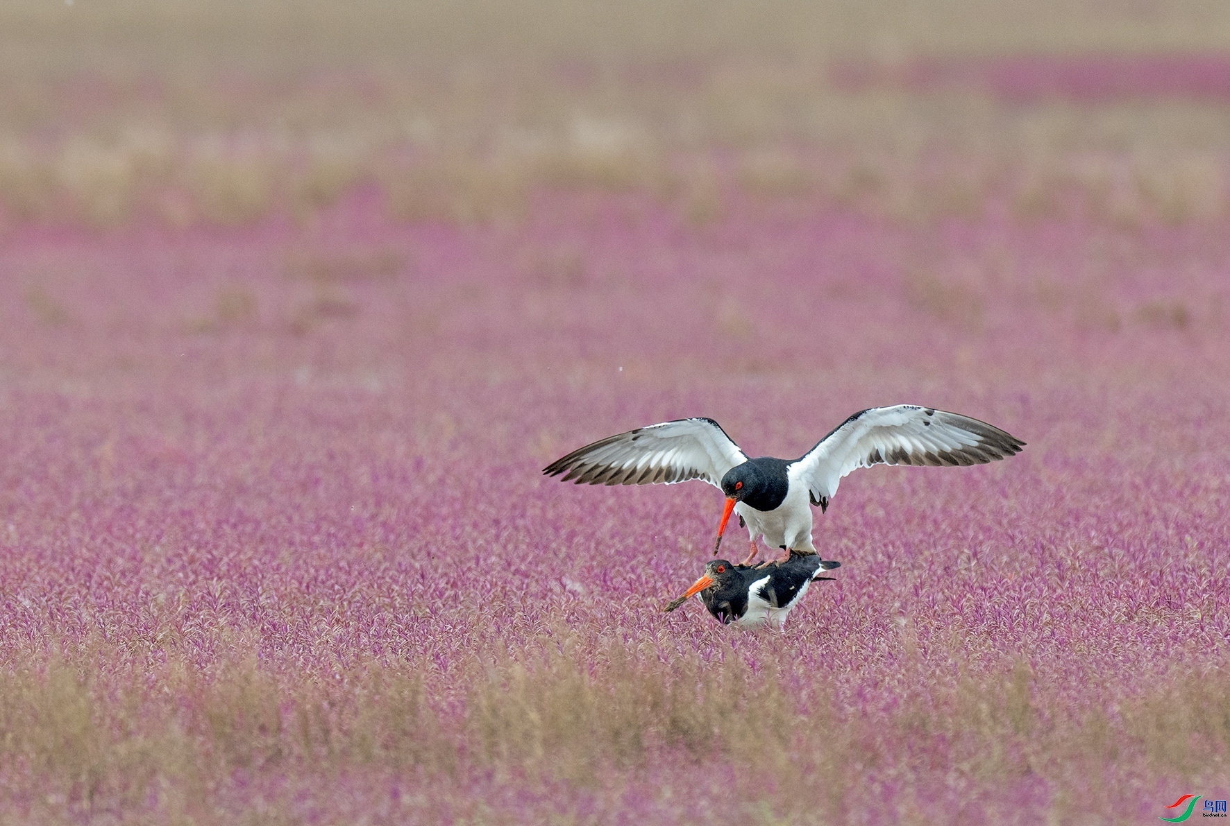 ���ں캣̲  ���� ������ǰ ����.jpg