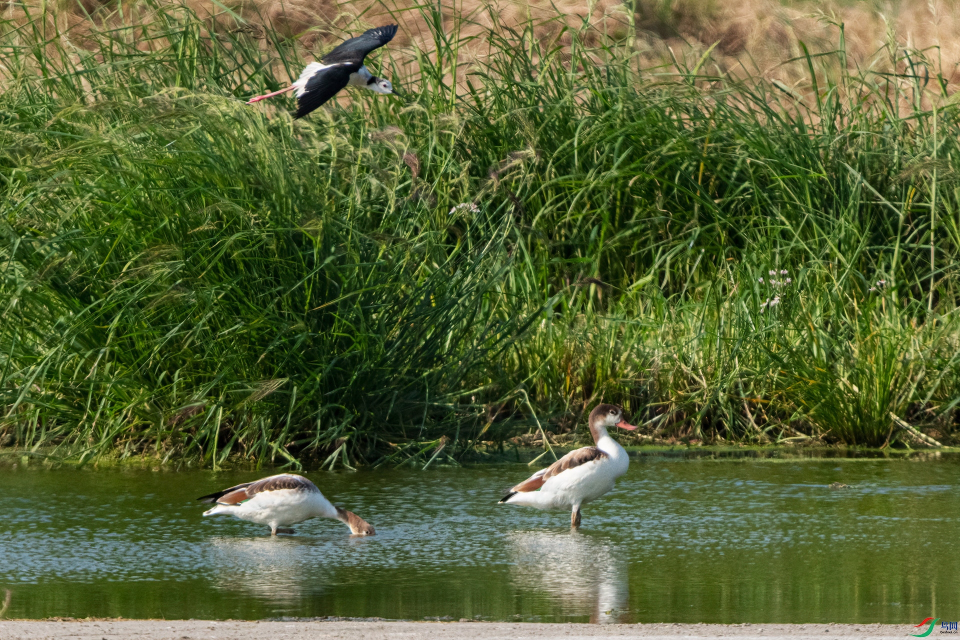 DSC_6249.jpg