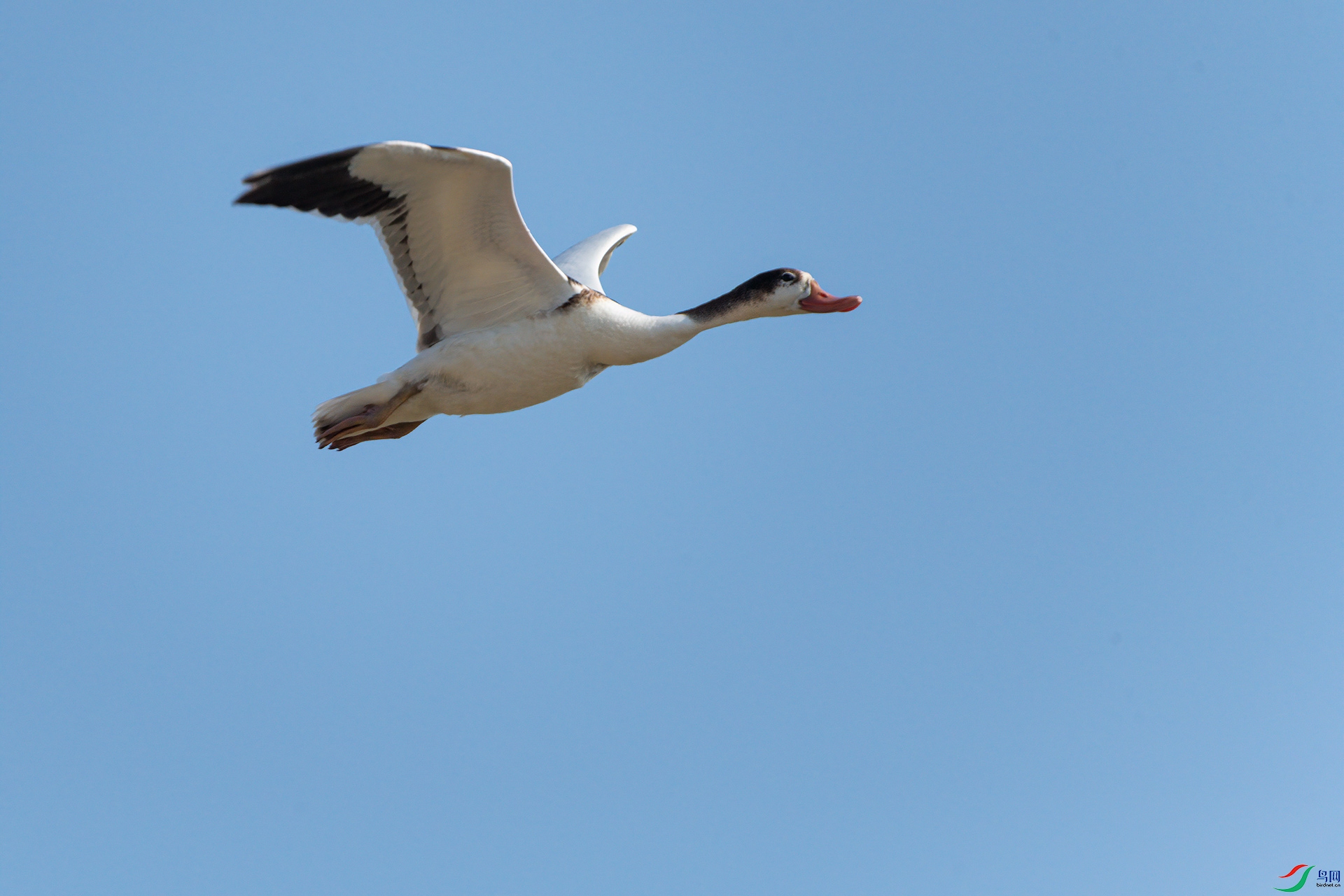 DSC_6431.jpg