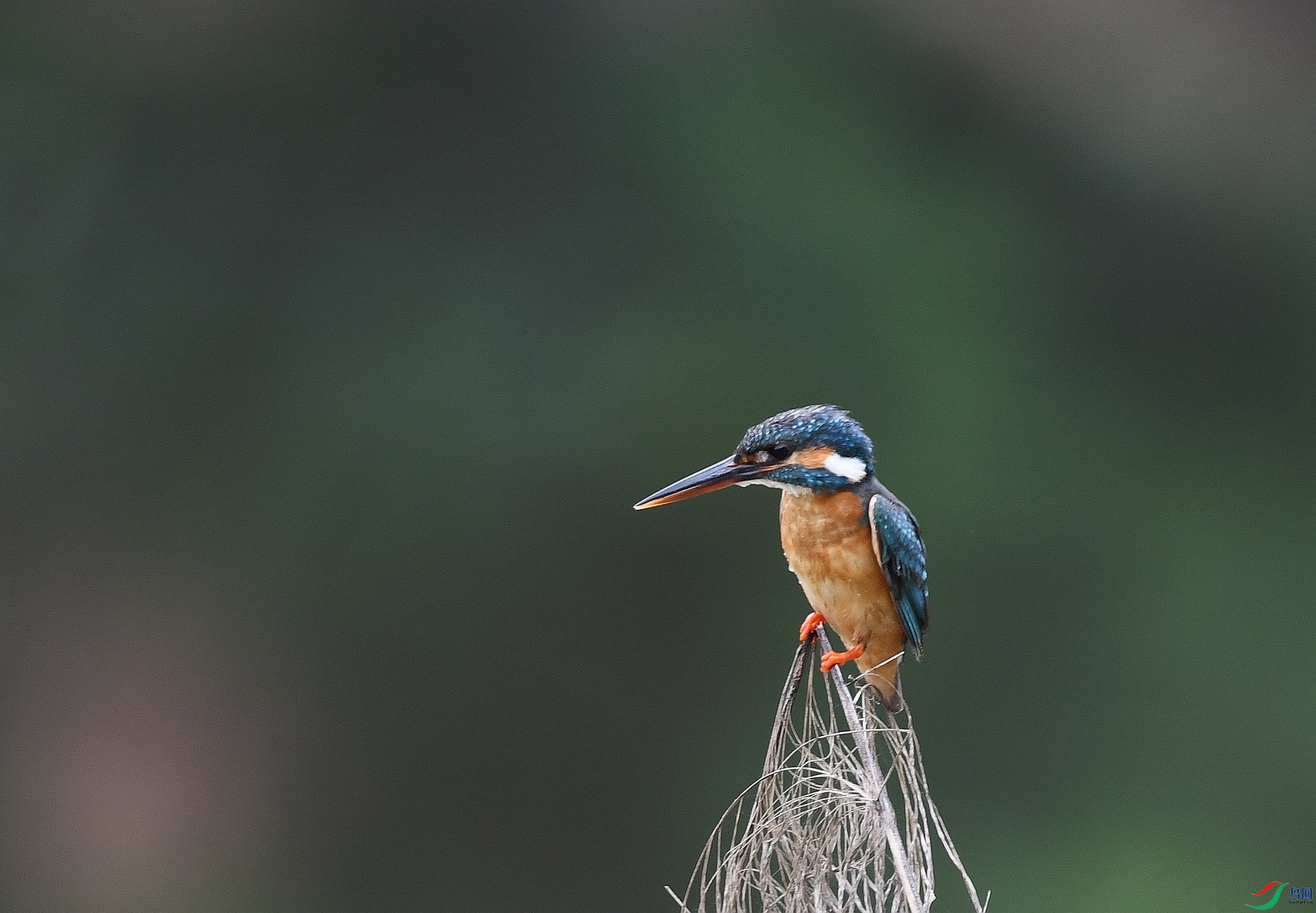DSC_4237.jpg