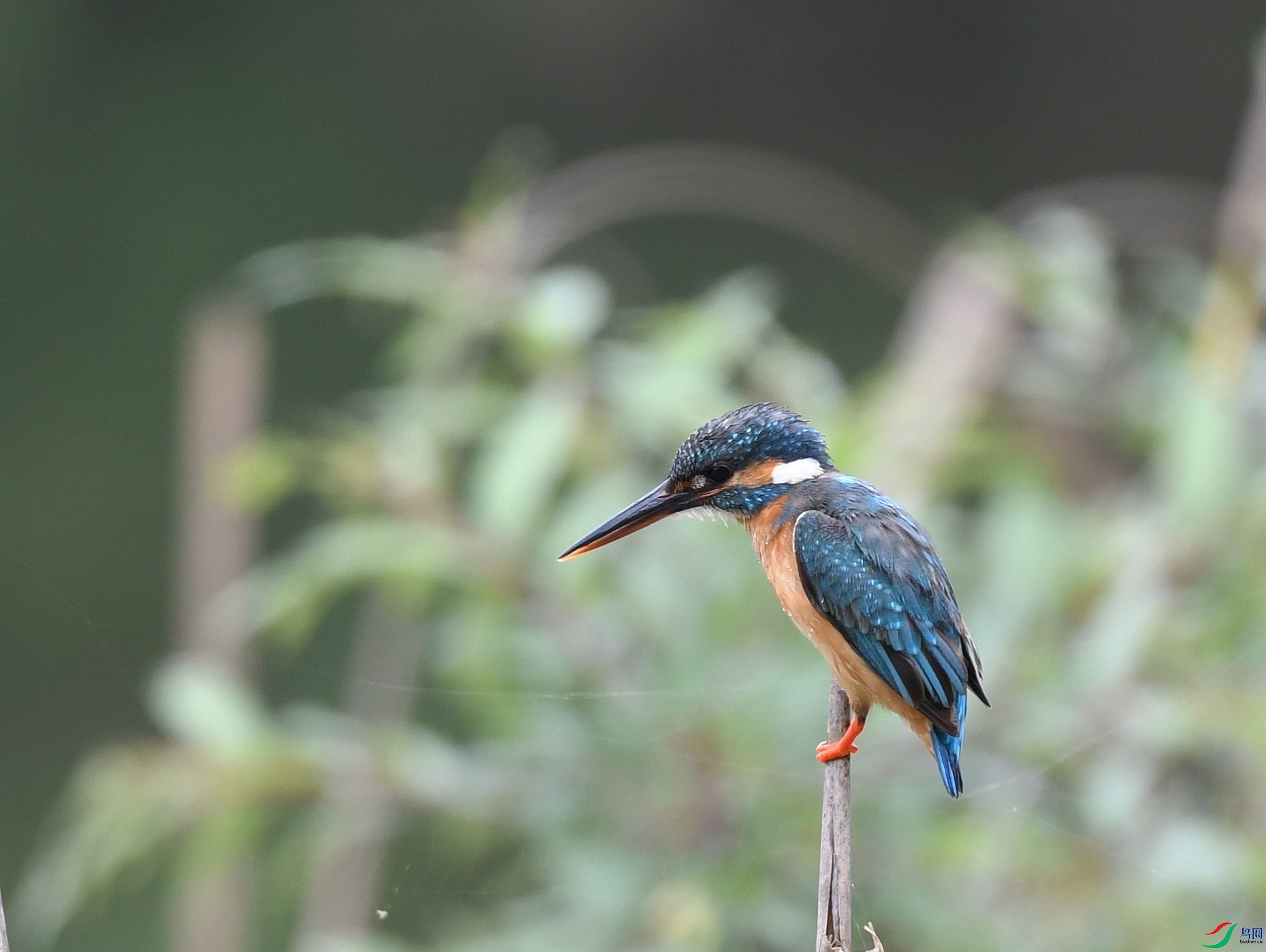 DSC_4236.jpg