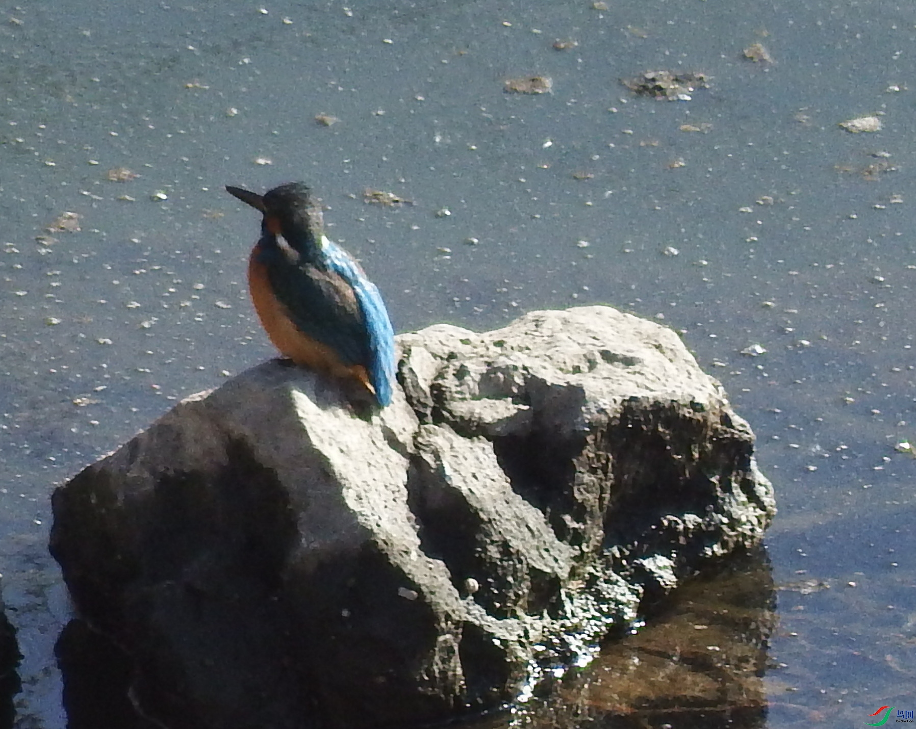 Alcedo atthis_��ͨ����_�γ���_2015��12��30��.jpg