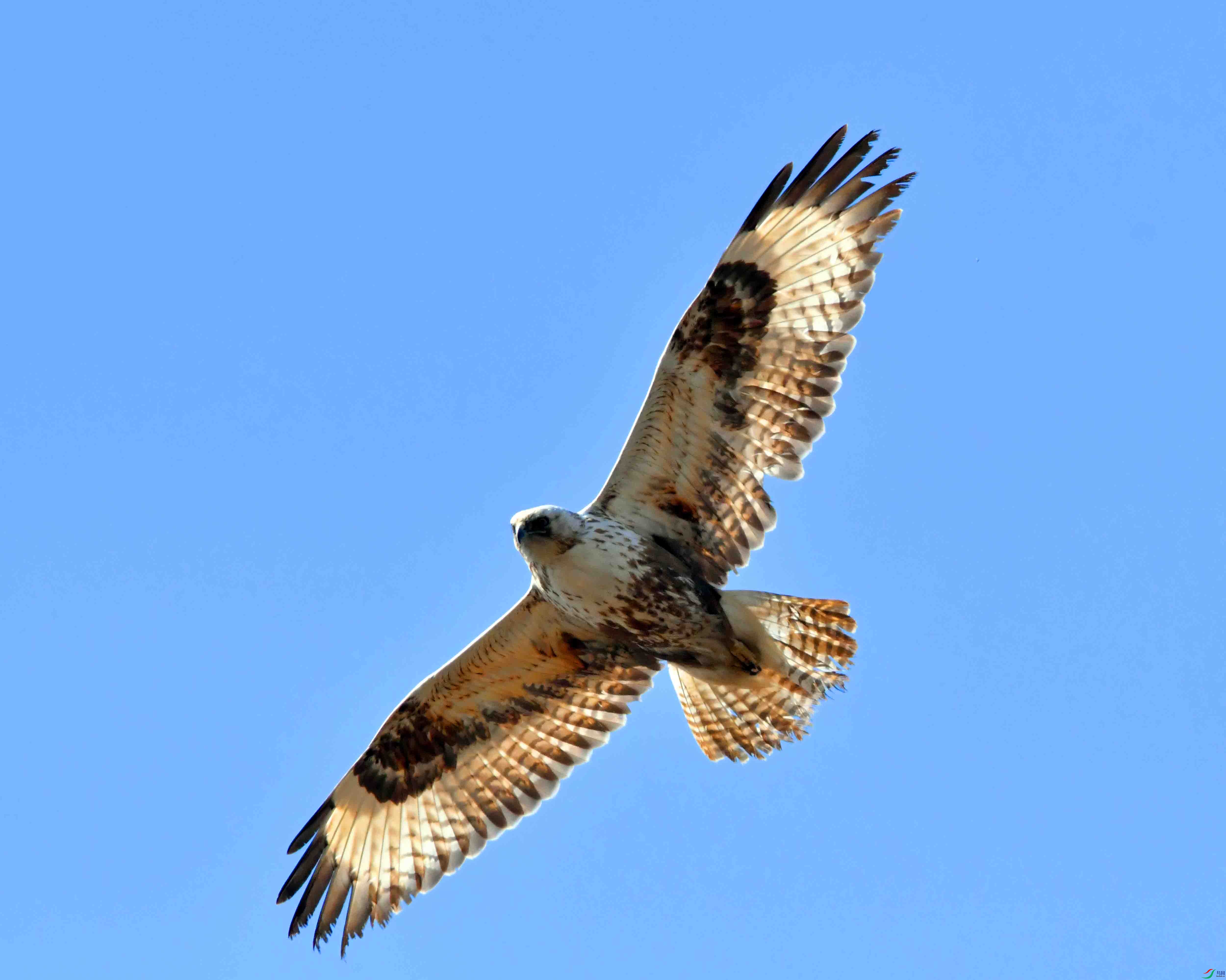 DSC_0927.JPG
