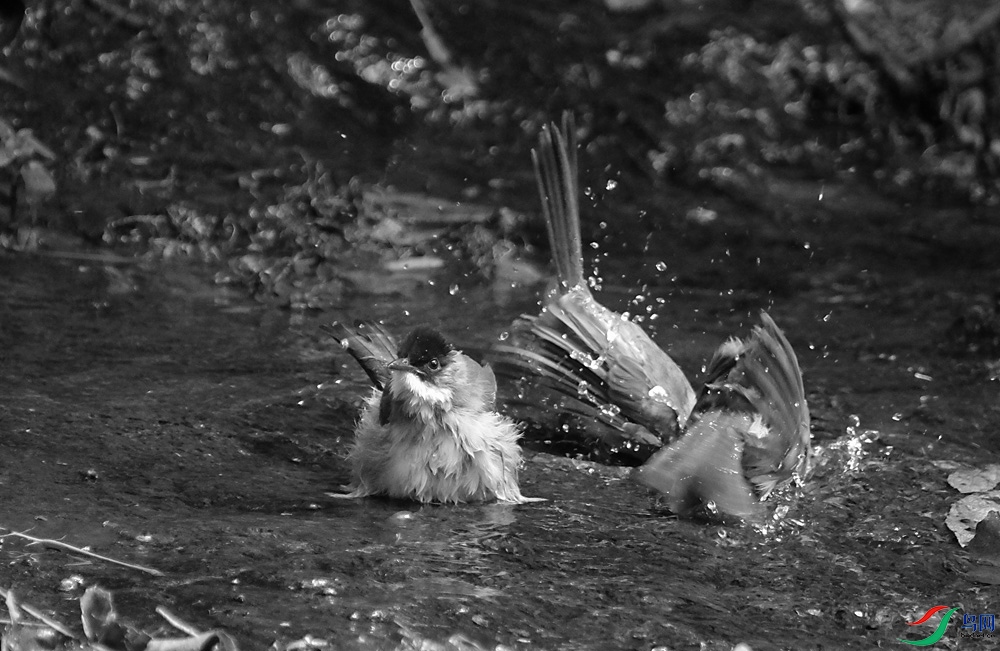 DSCF6389.1.JPG