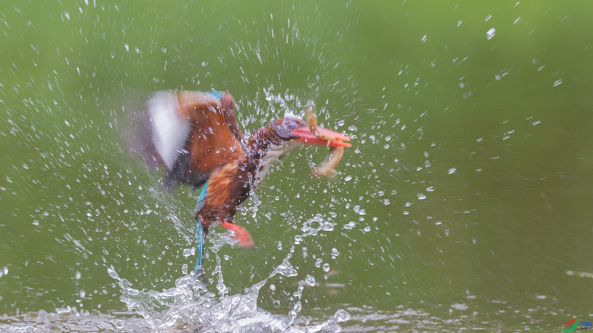 5.25��������ʦ��Ʒ   ������� ��ף���ٻ��Ա������.jpg