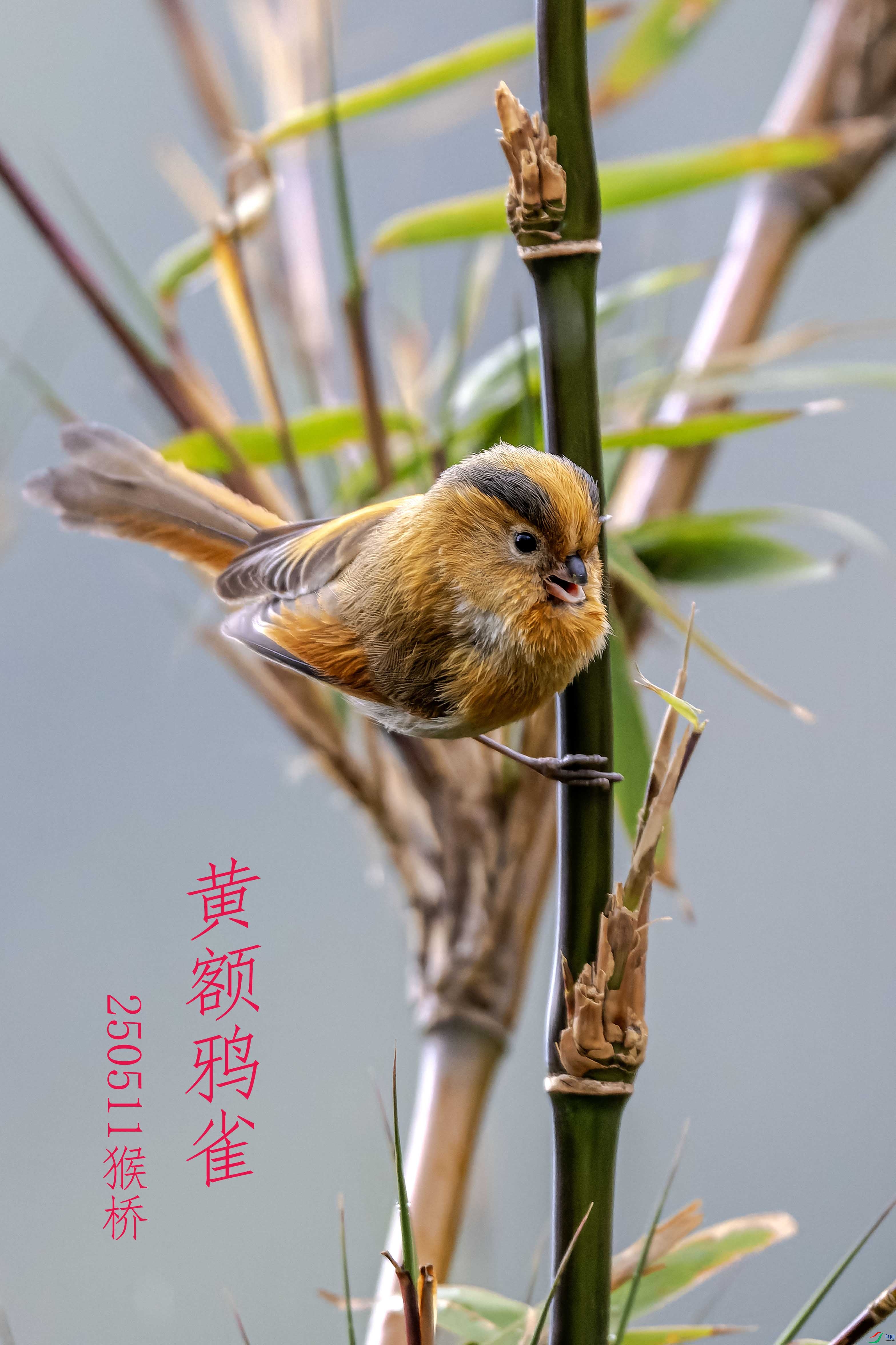 DSC_5638-NEF_DxO_DeepPRIME ���� 2.jpg