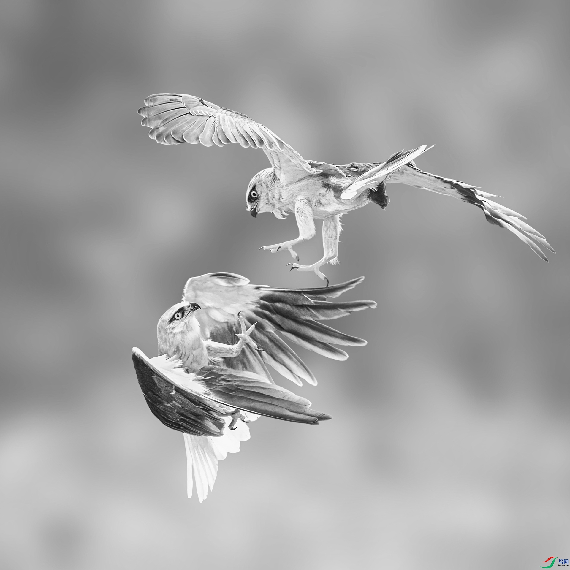 0_D5D322200.jpg