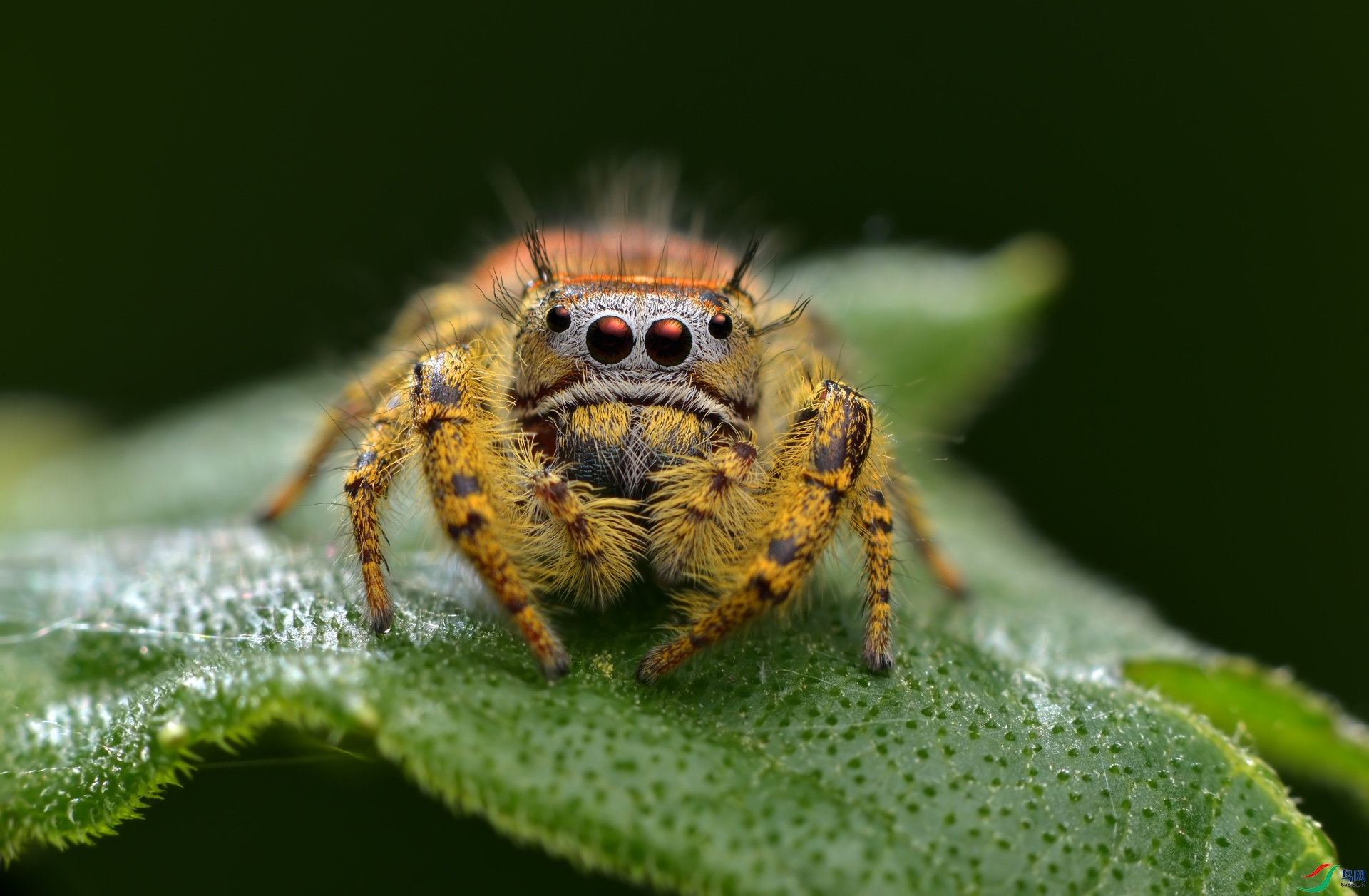 DSC_7337 ����.jpg