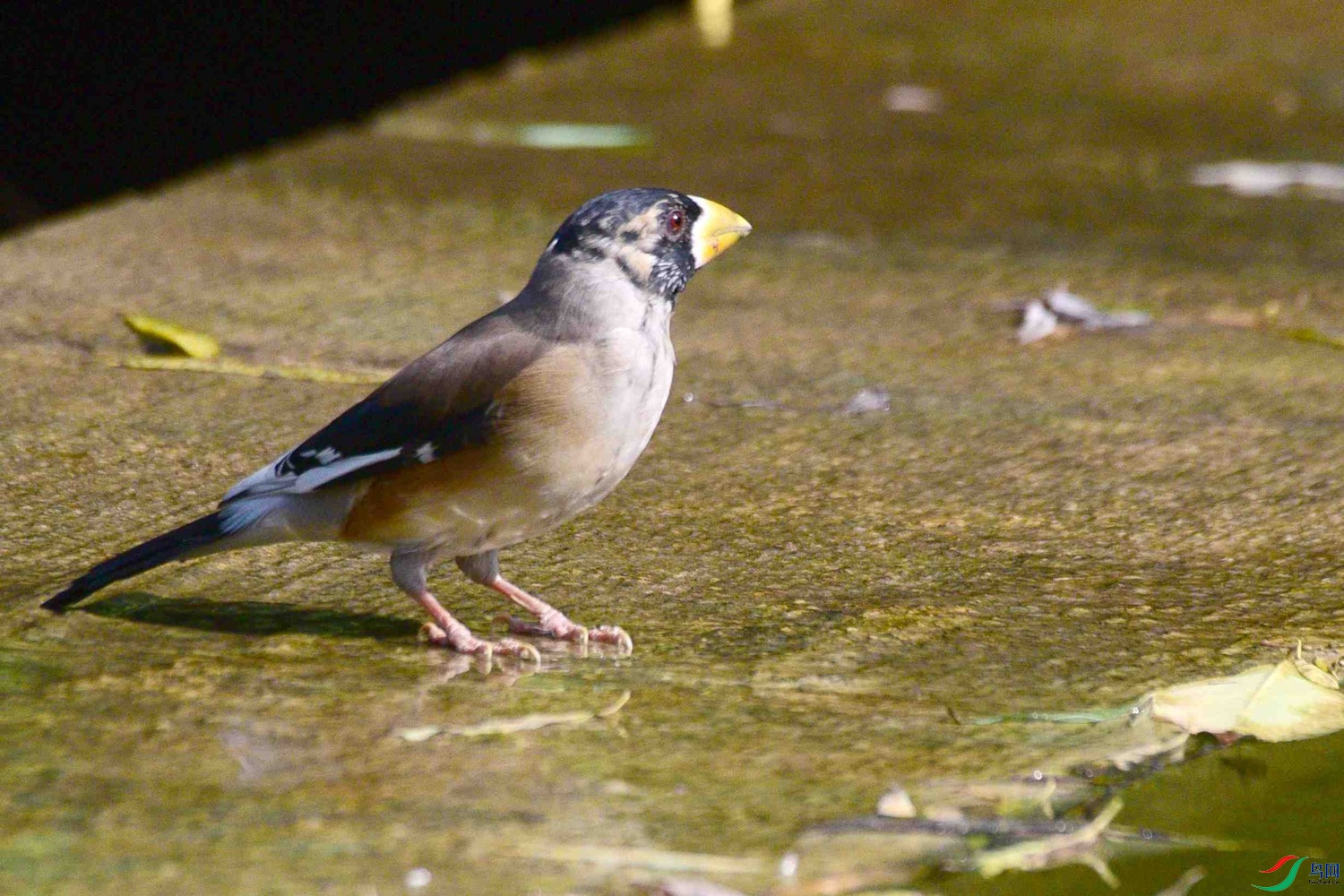 DSC_8516.JPG