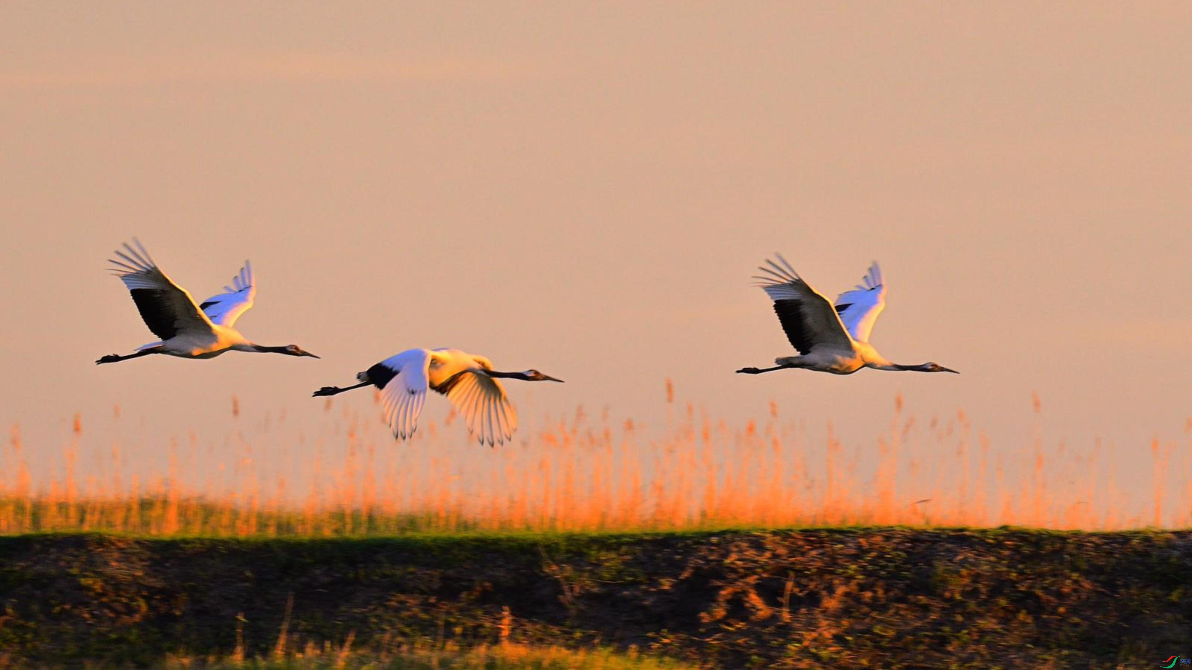 �����׺͵�����