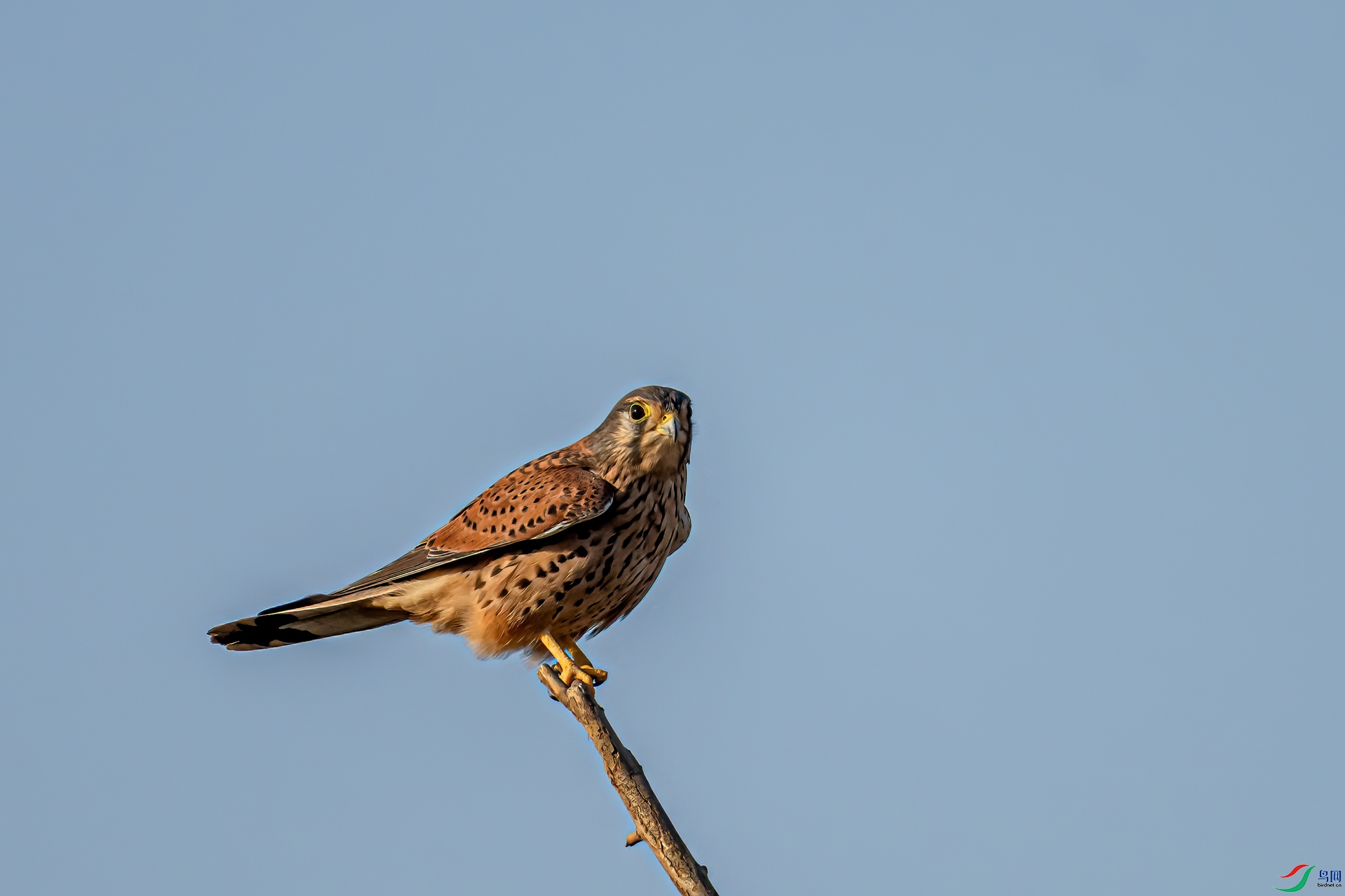 DSC_2502-11.jpg