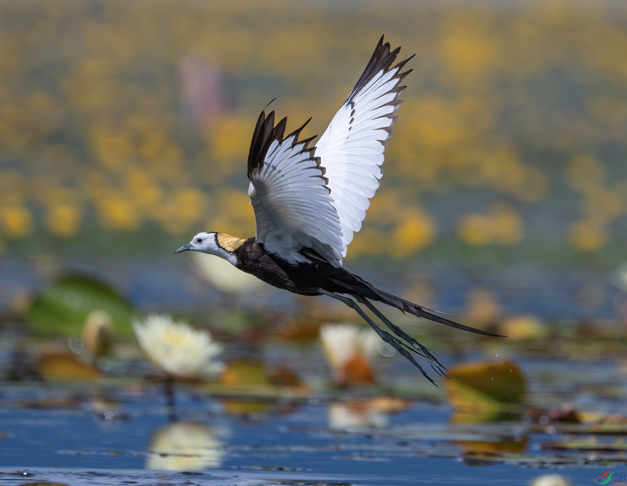 DSC_1230-����ǿ-NR.jpg