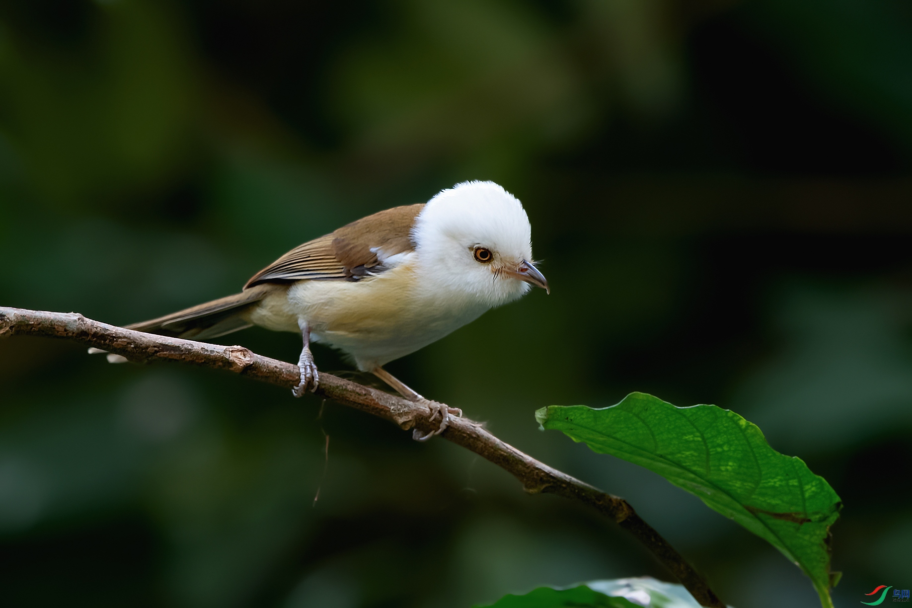 DSC_6245_DxOa.jpg