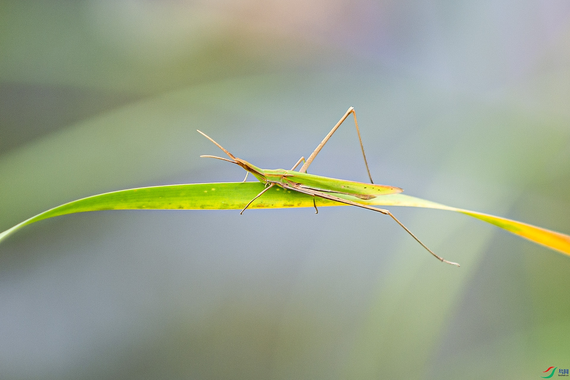 _DSC6062.jpg