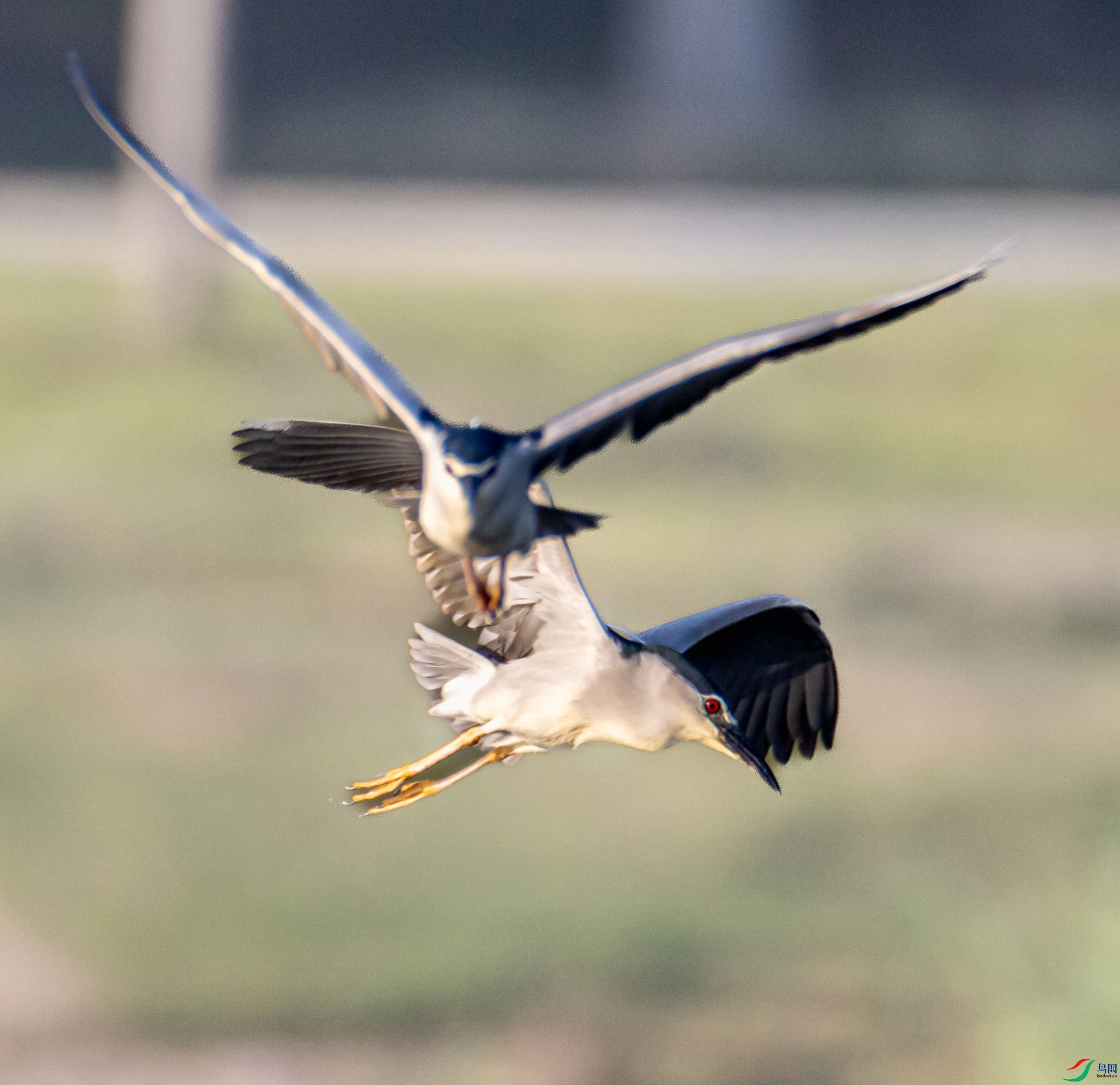 _MG_9556-2-4.jpg