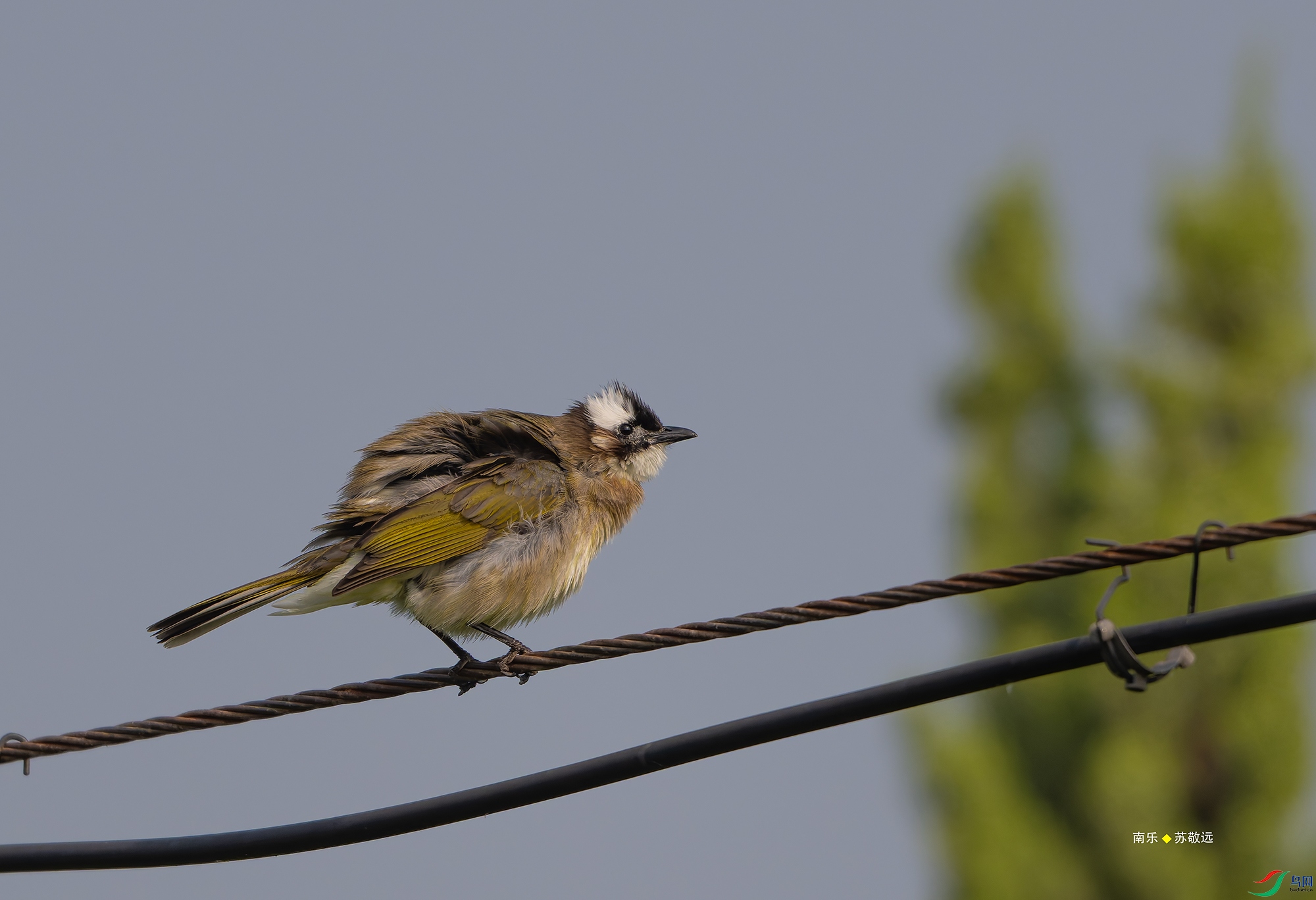 20250420-_DSC6696С.jpg