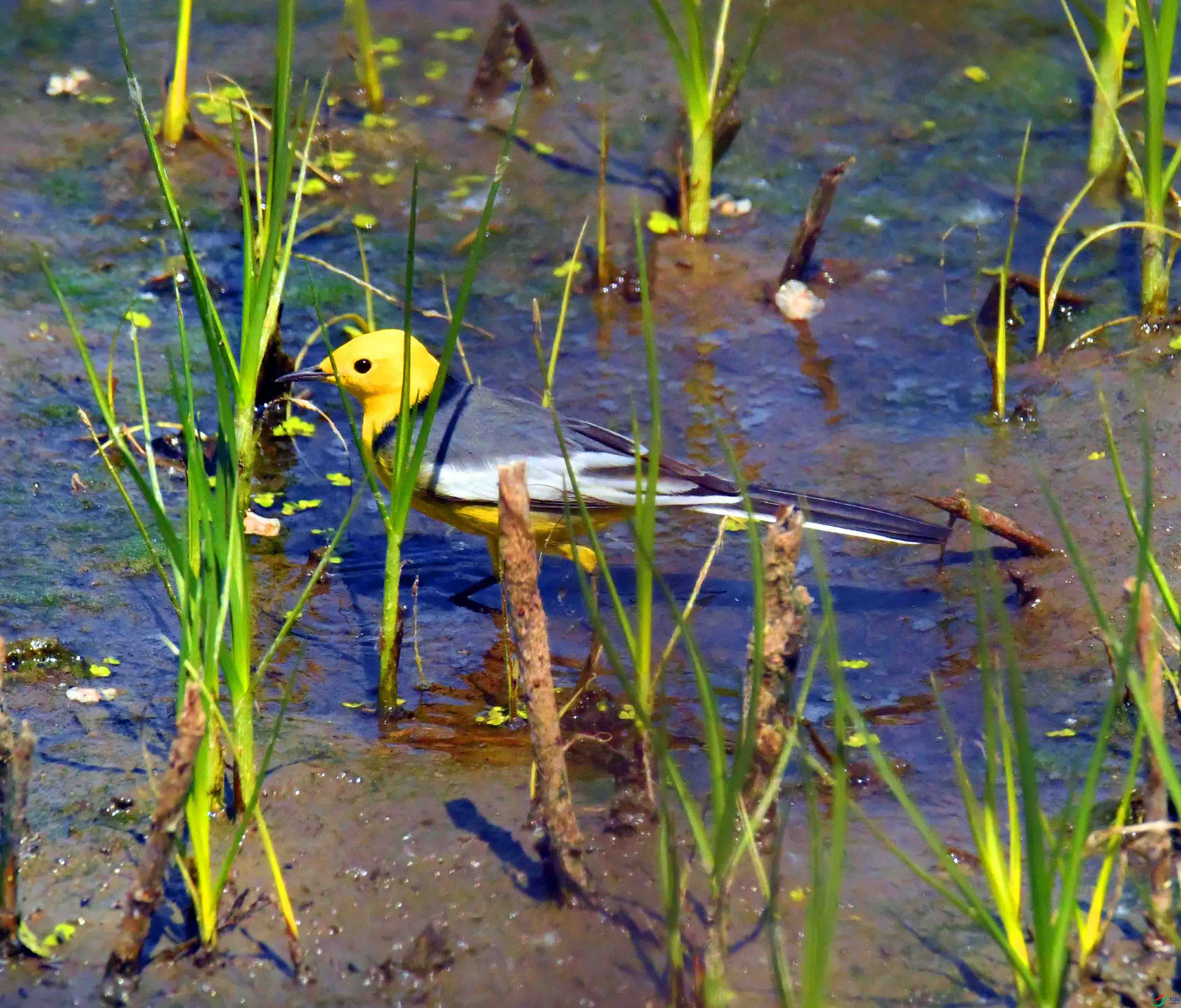 DSC_0307.JPG