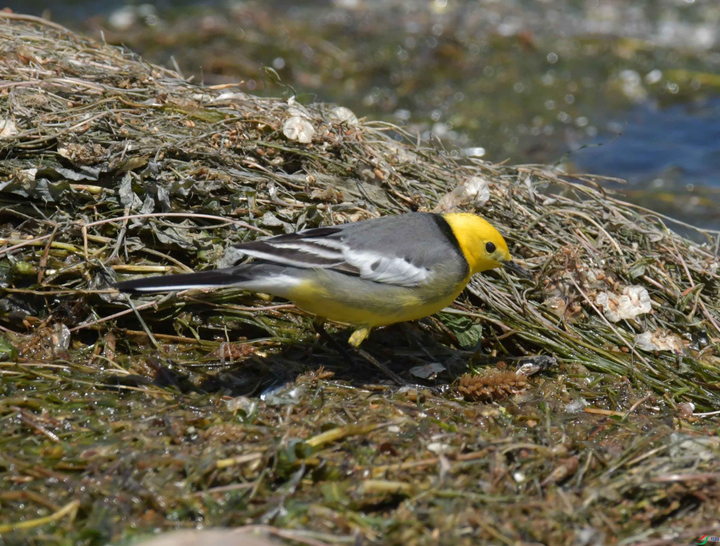 DSC_0350.JPG