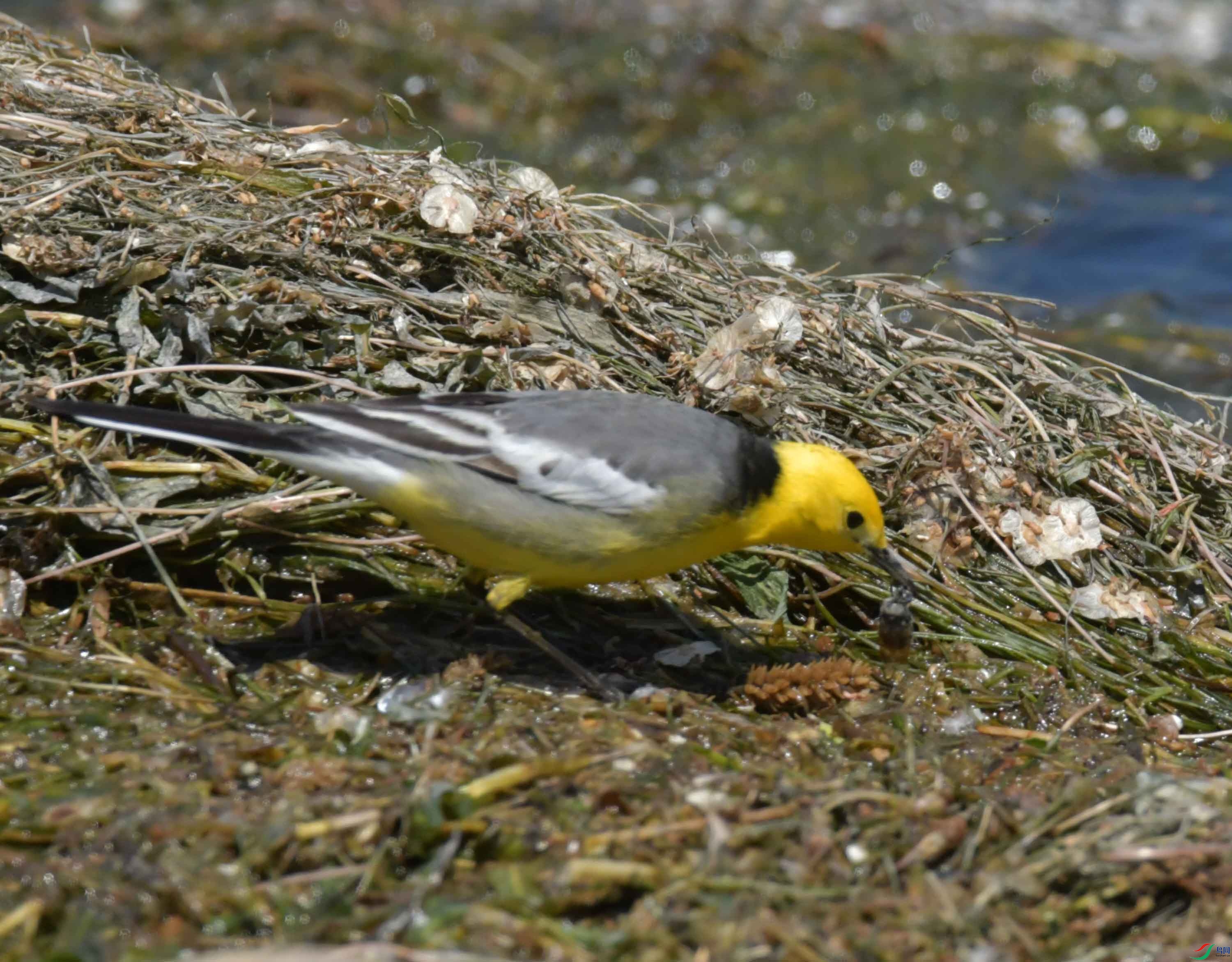 DSC_0354.JPG