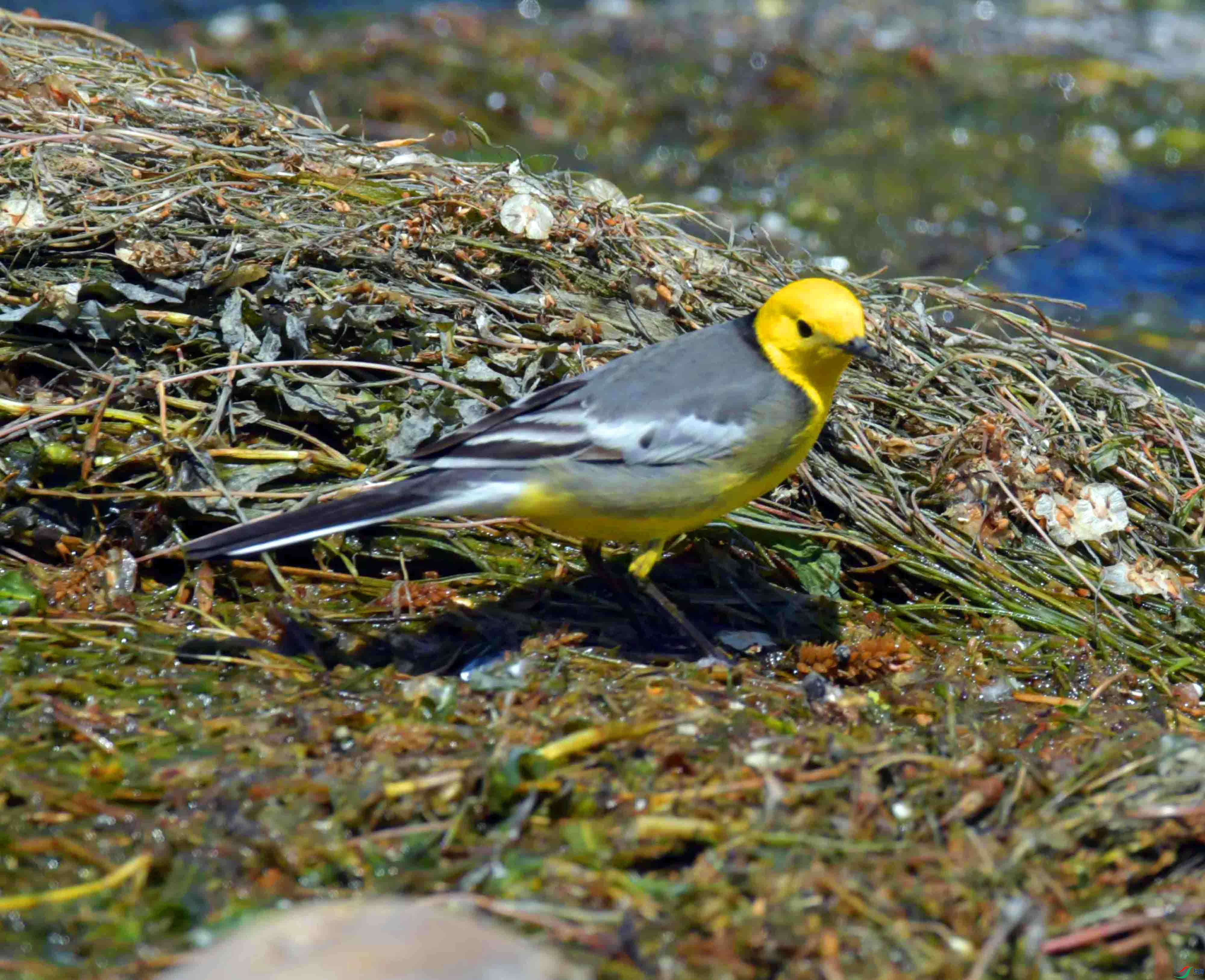 DSC_0376.JPG