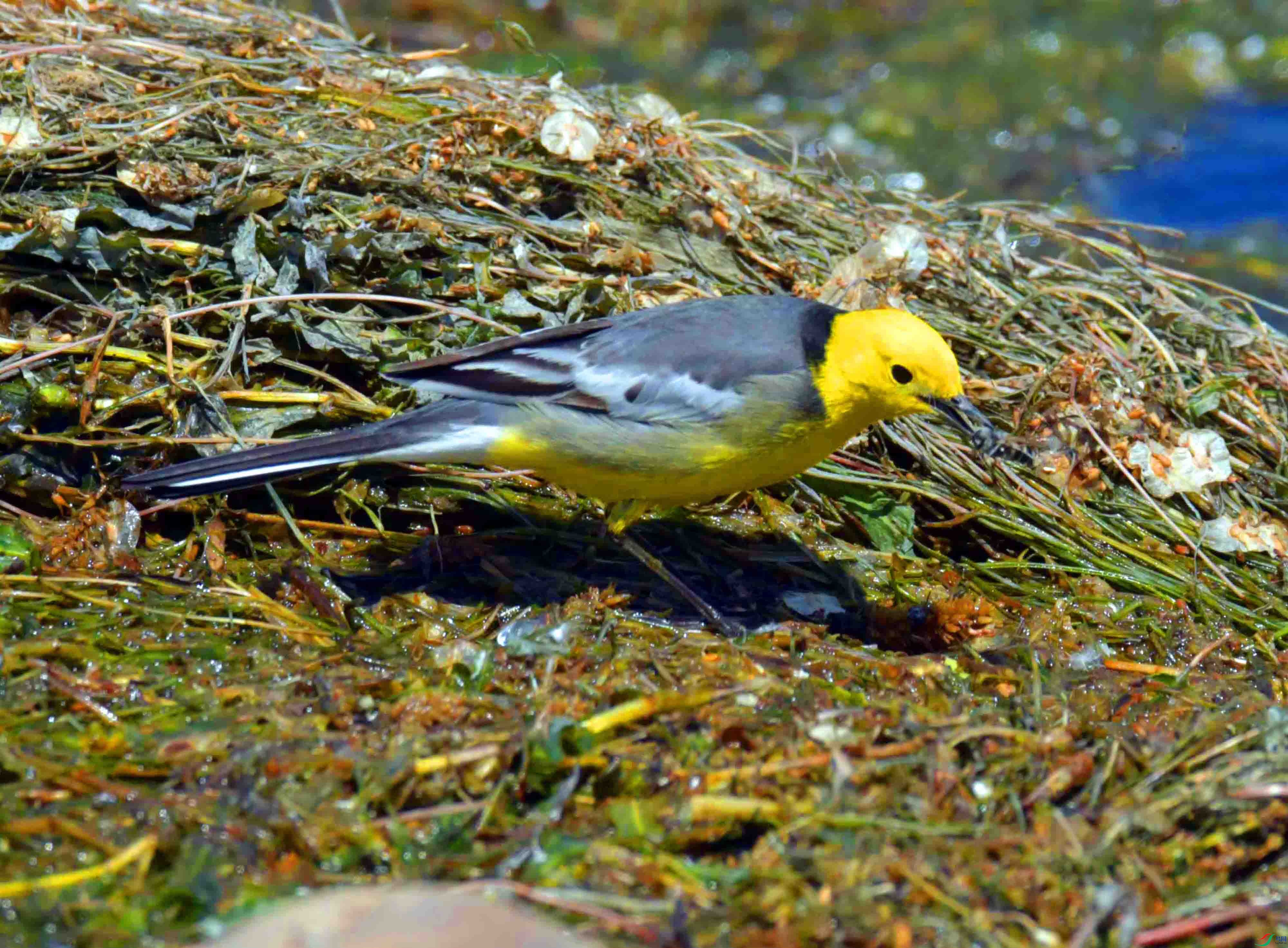 DSC_0378.JPG