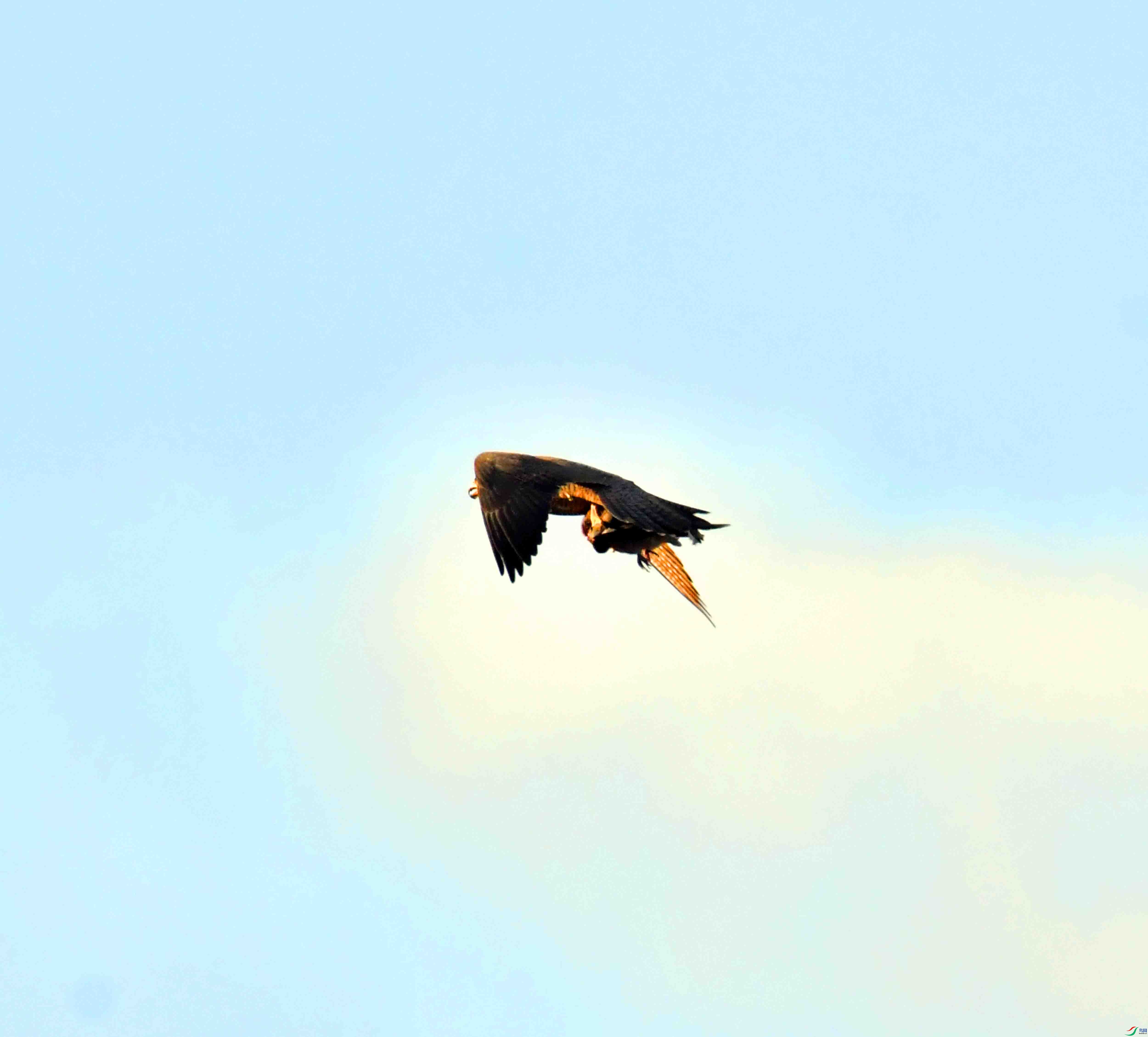 DSC_6381.JPG