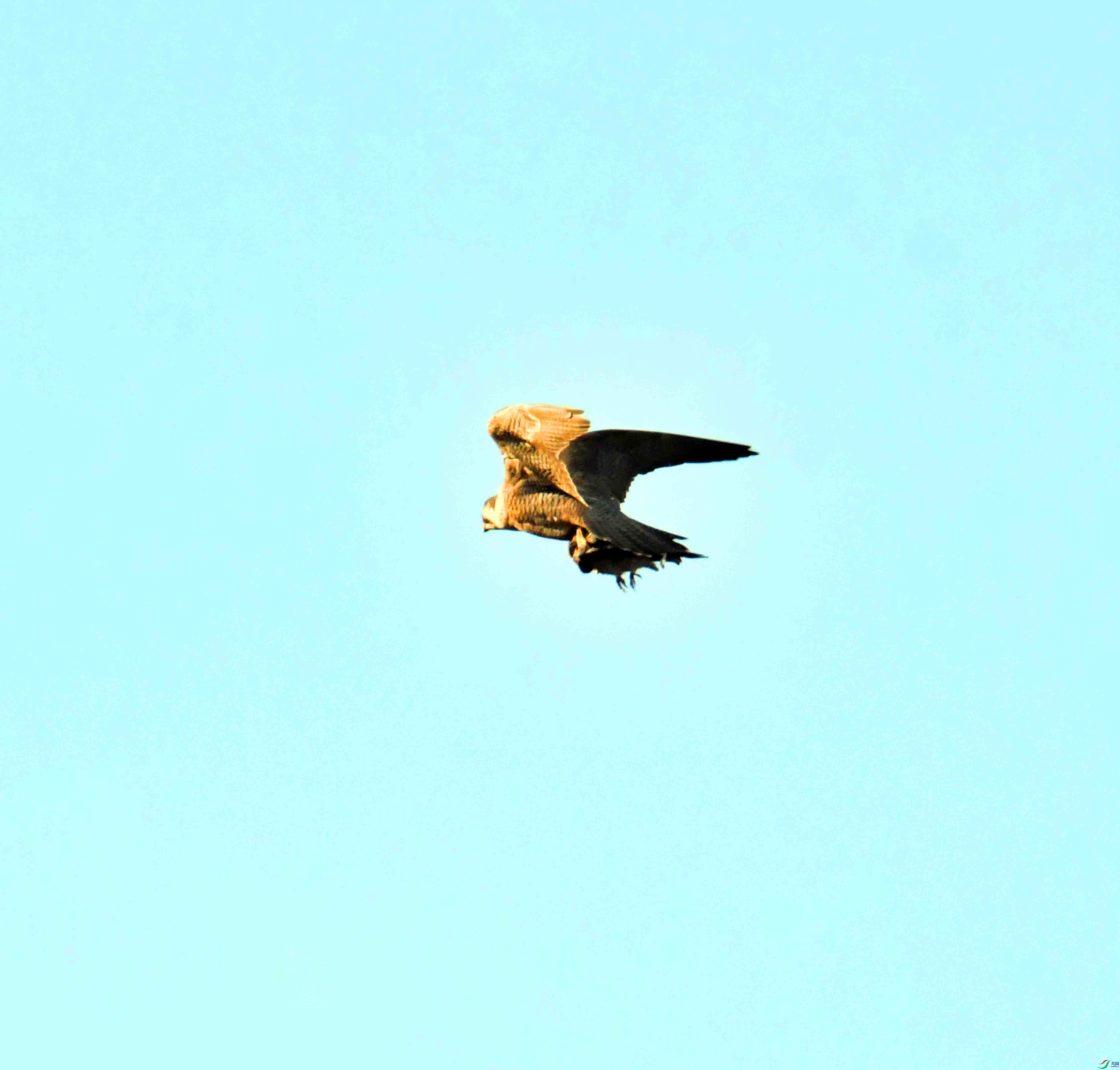 DSC_6383.JPG
