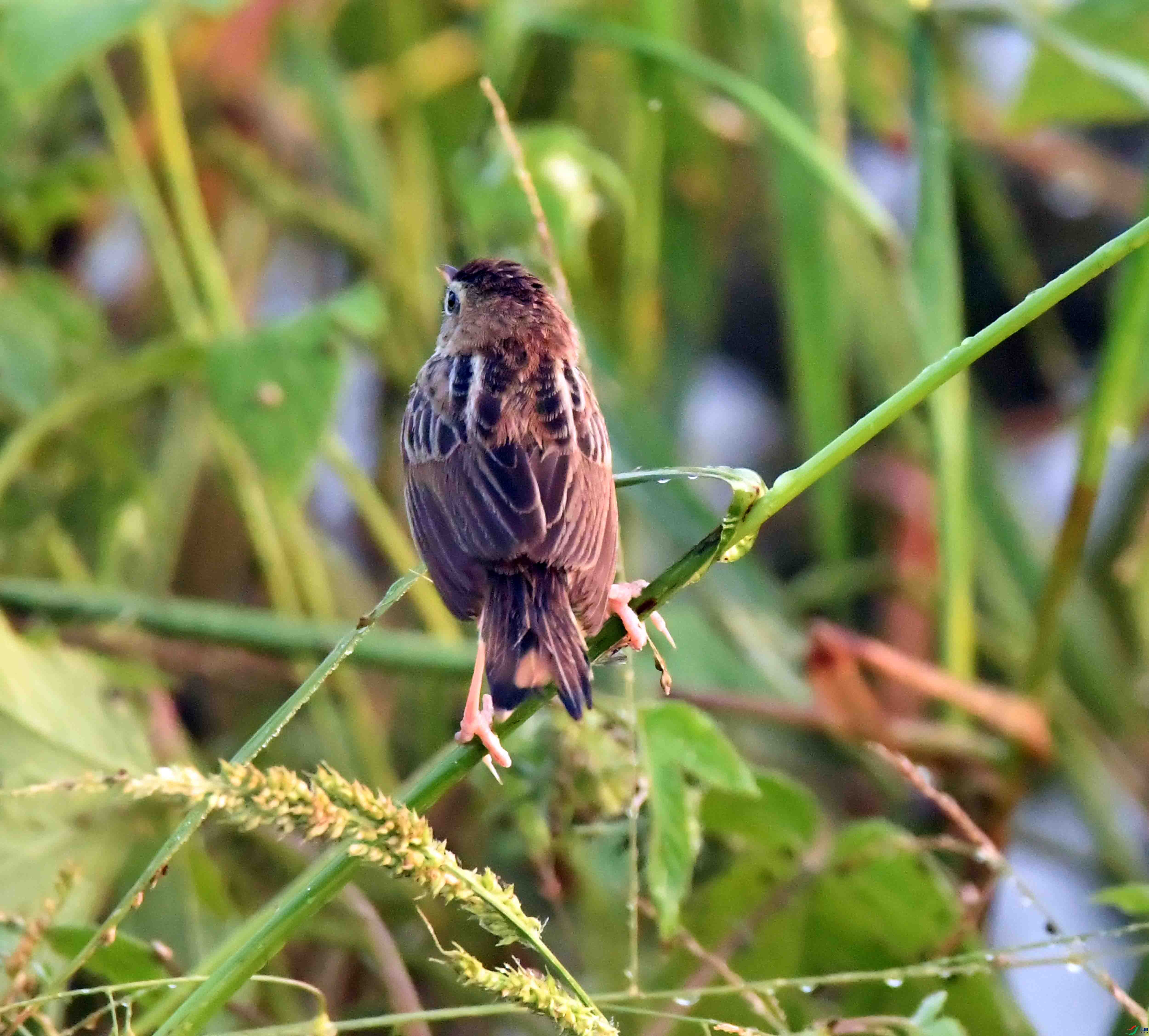 DSC_7094.JPG