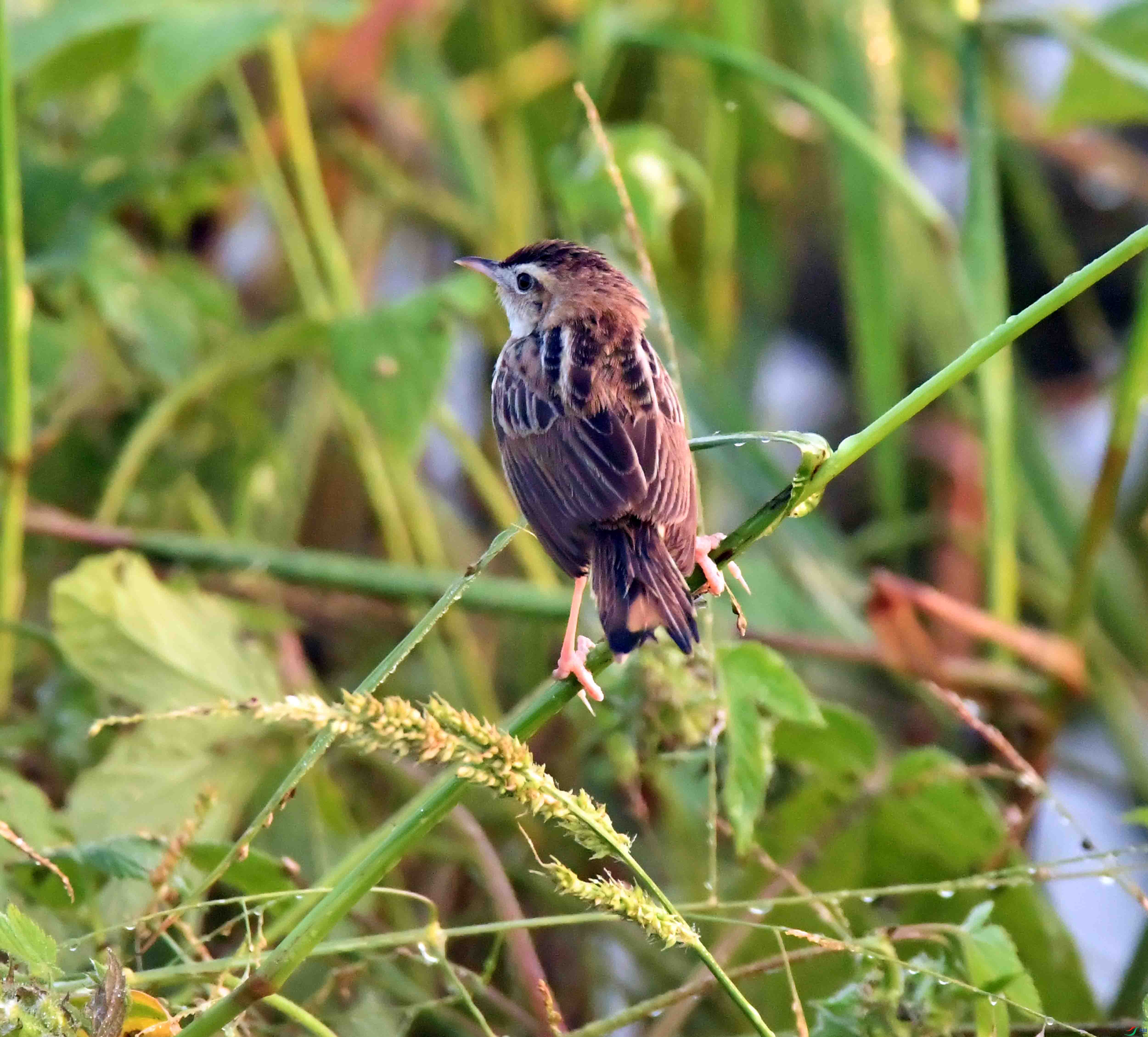 DSC_7095.JPG