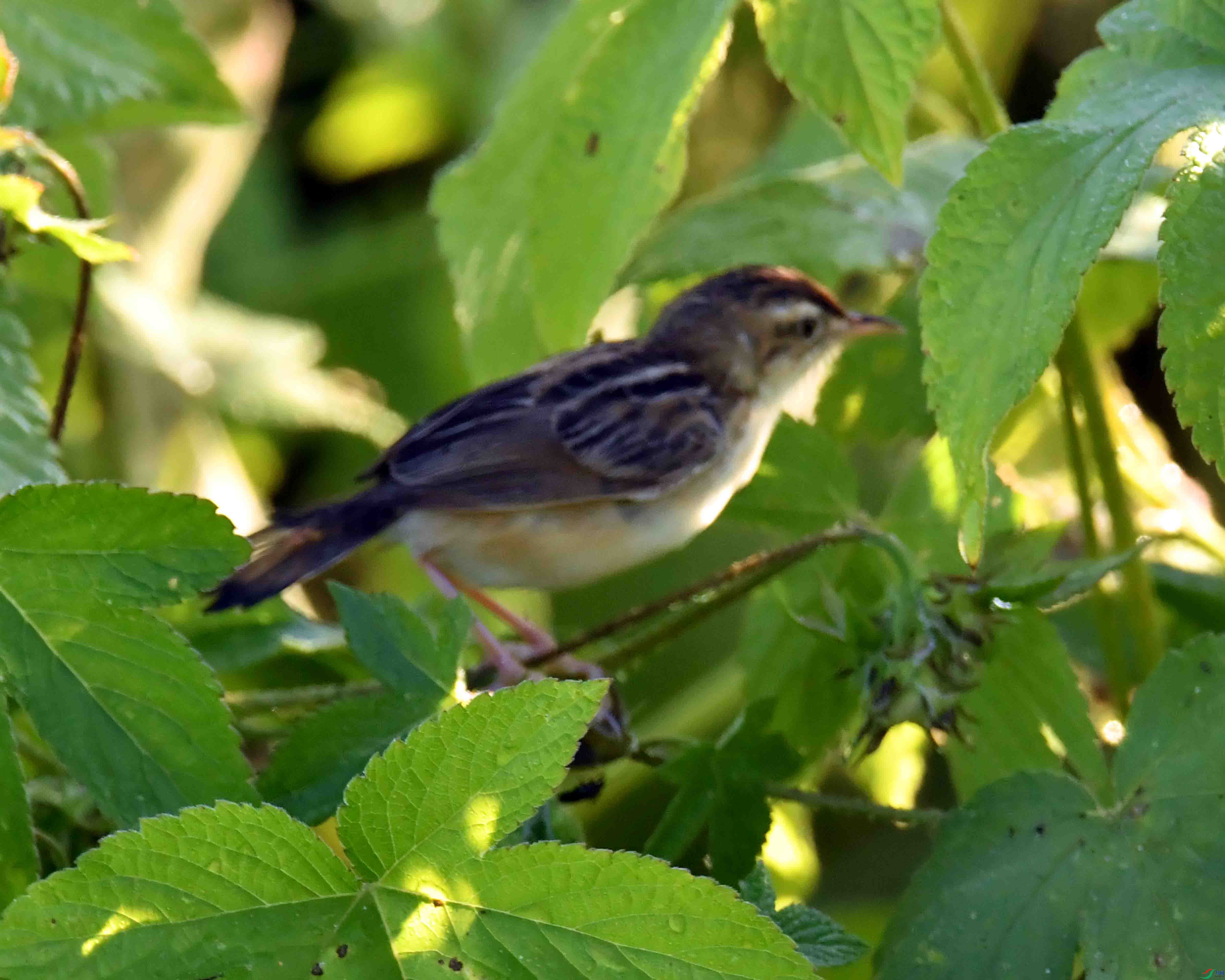 DSC_8424.JPG