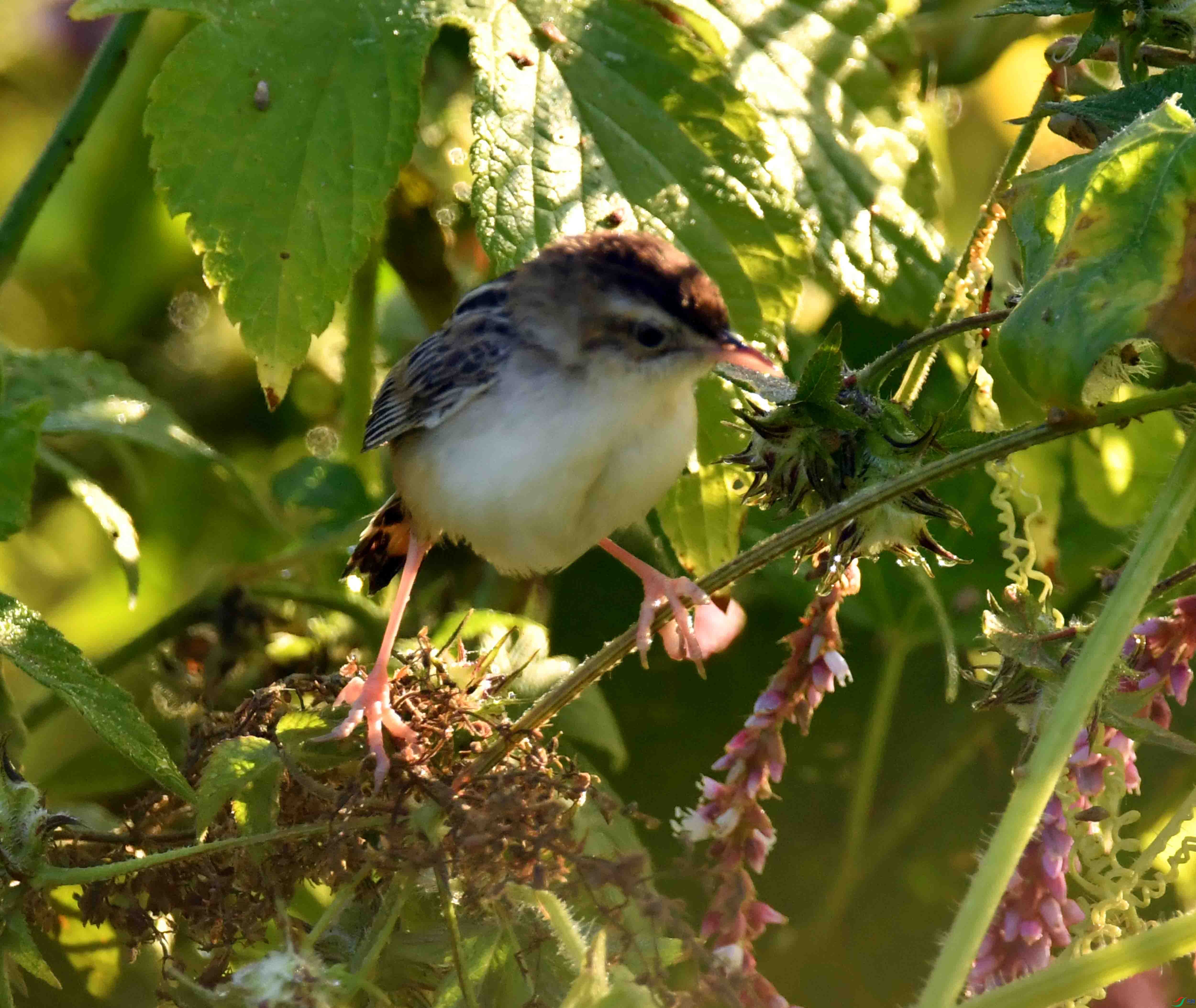 DSC_8426.JPG