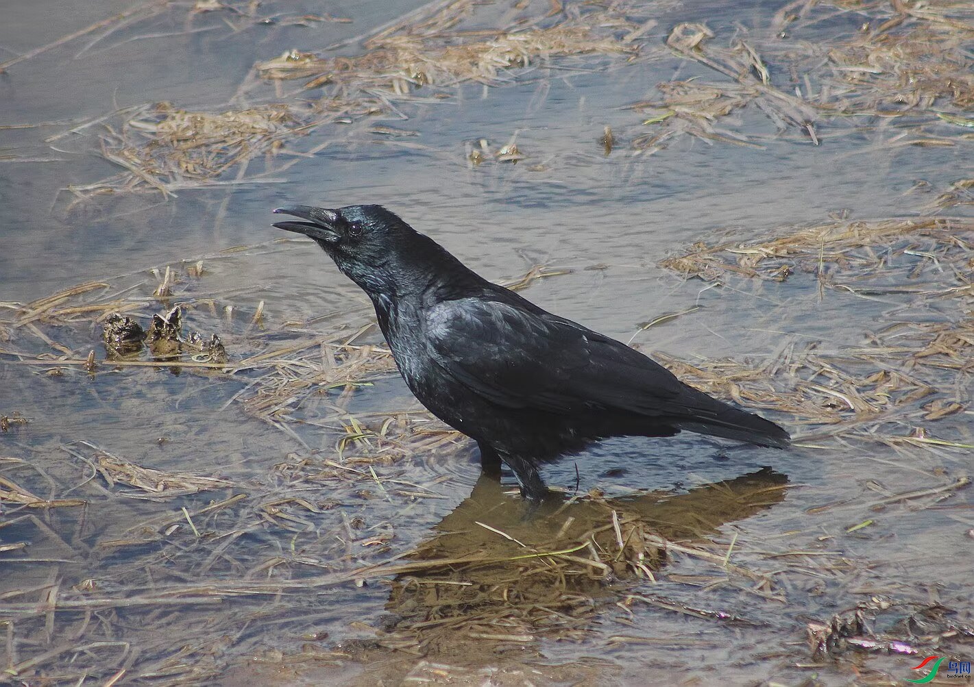 Image_1748928930298.jpg