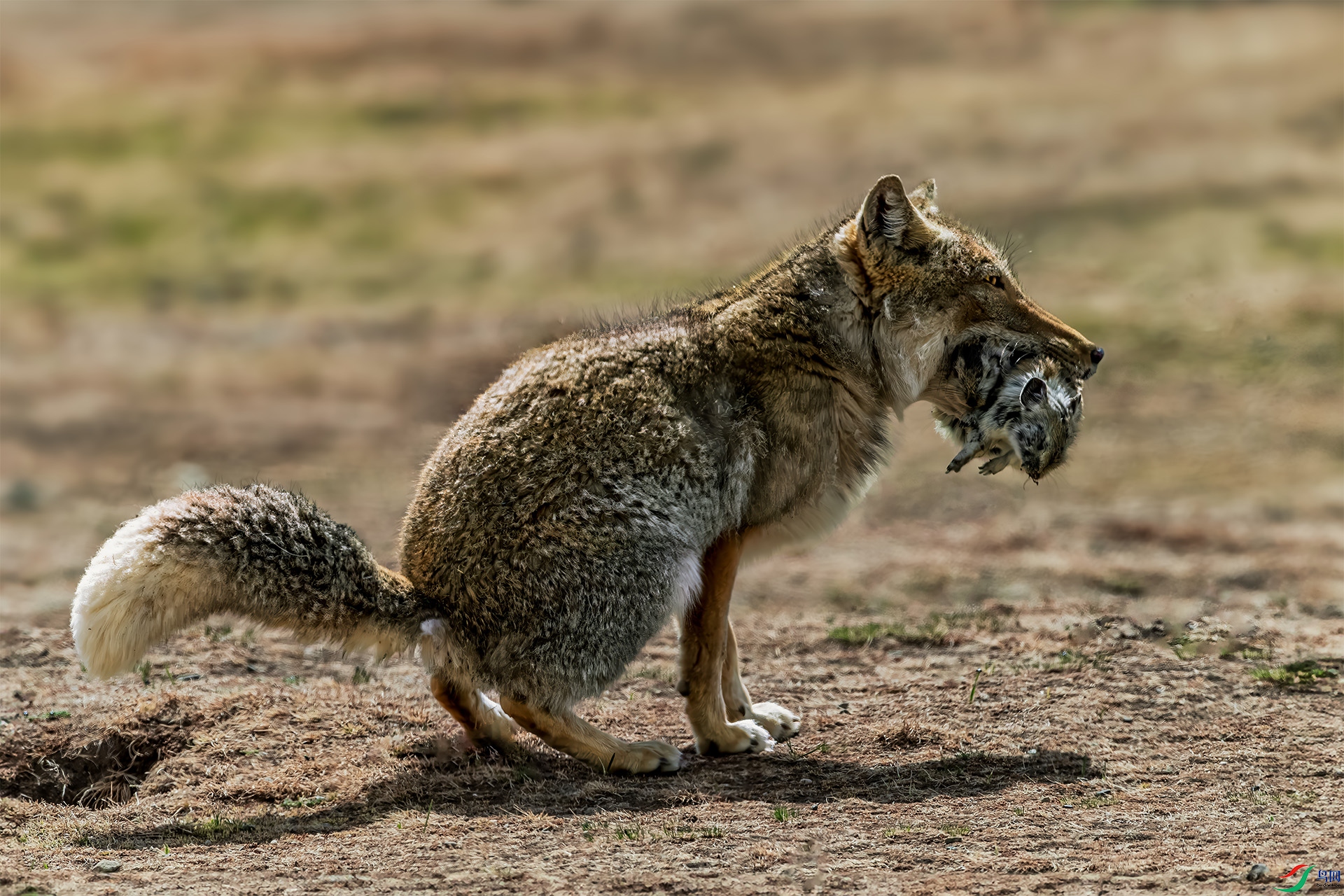 �غ������