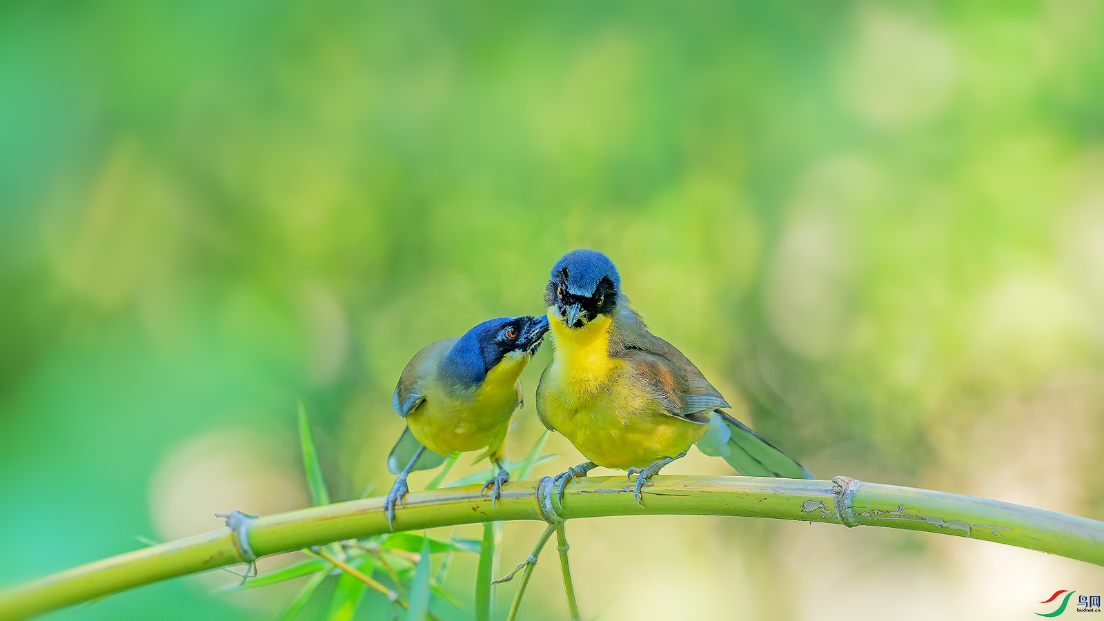 DSC_3098-NEF_DxO_DeepPRIME ����.jpg