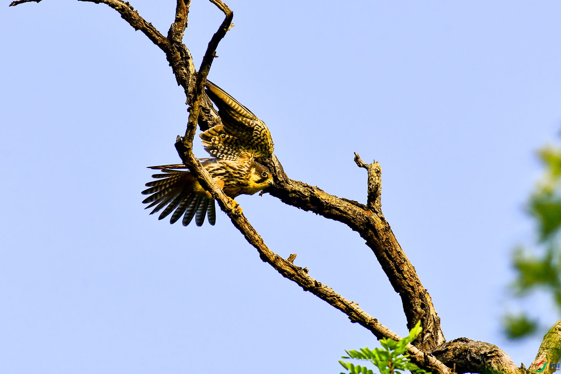 DSC_0225      .jpg