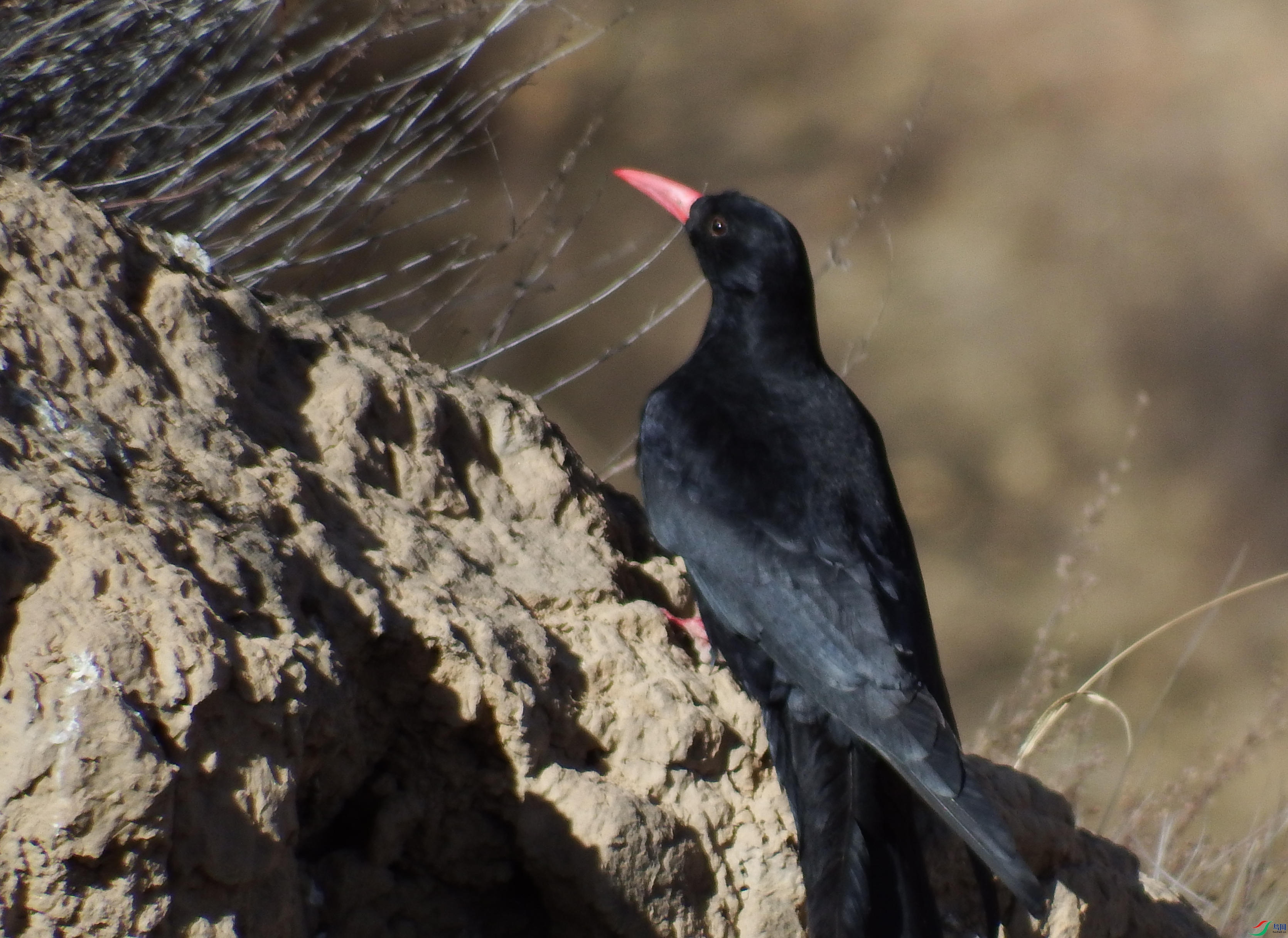 Pyrrhocorax pyrrhocorax_����ɽѻ_dch_2018��04��10��.jpg