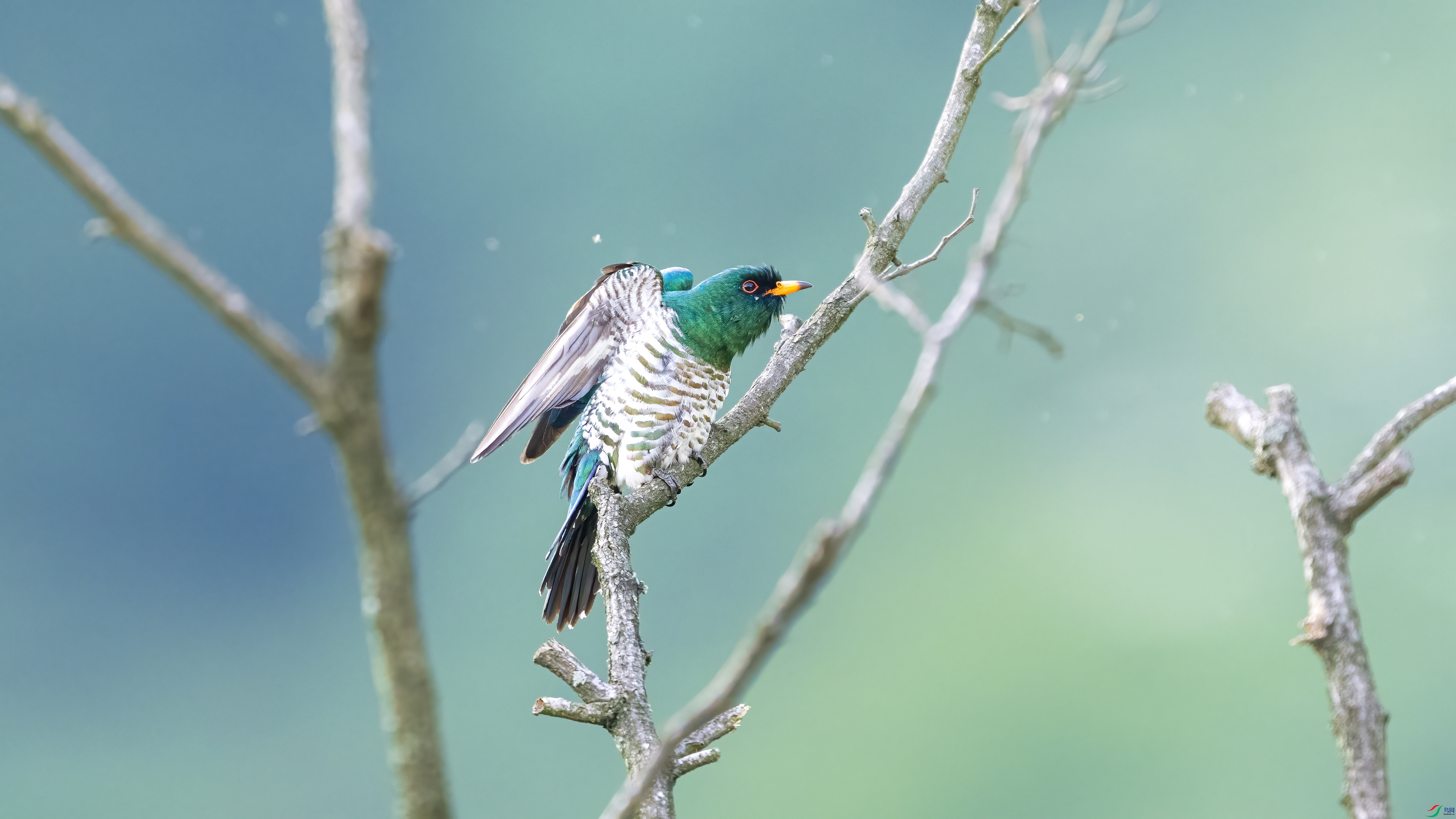DSC_6319.jpg