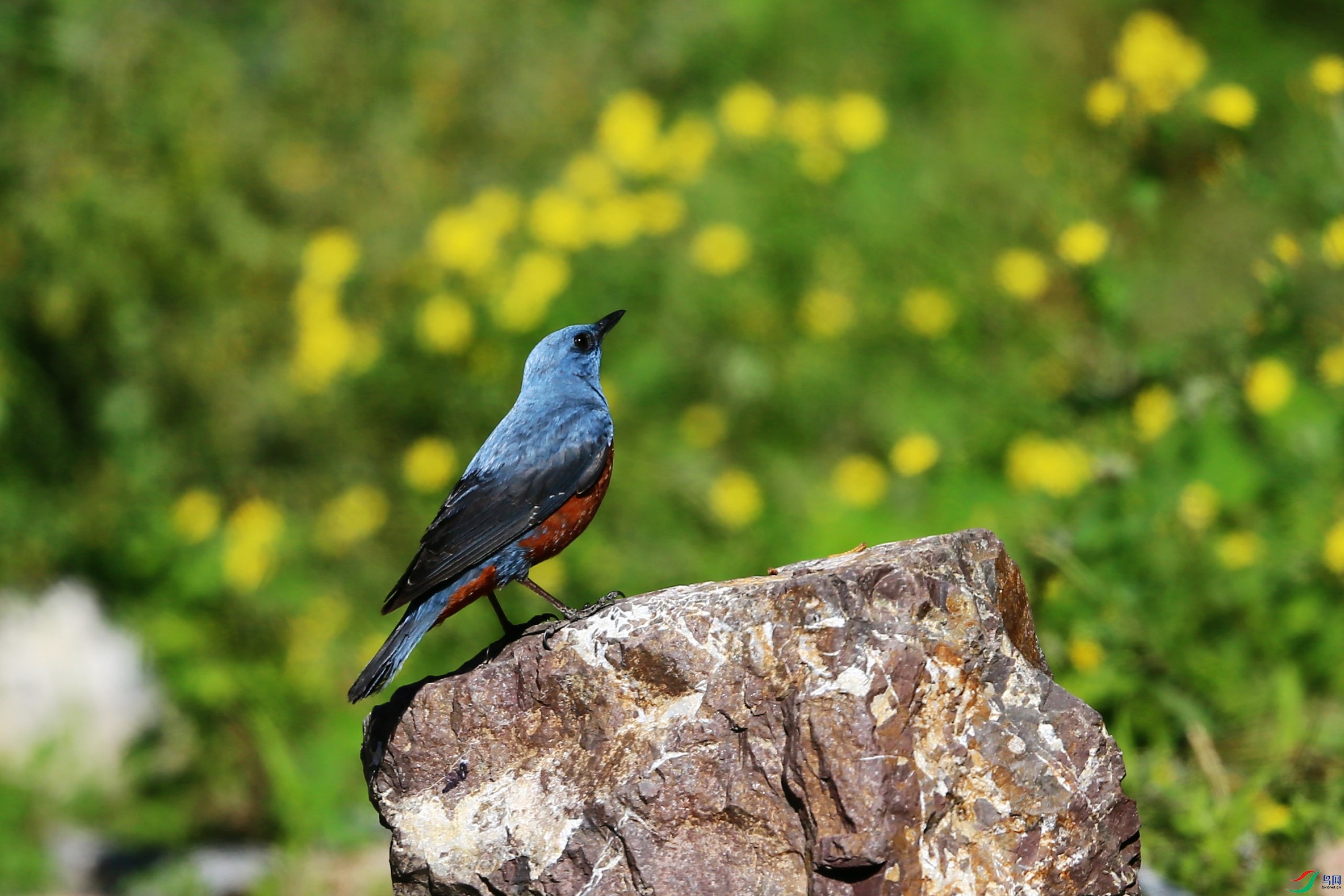 ��ߴ� (80).JPG