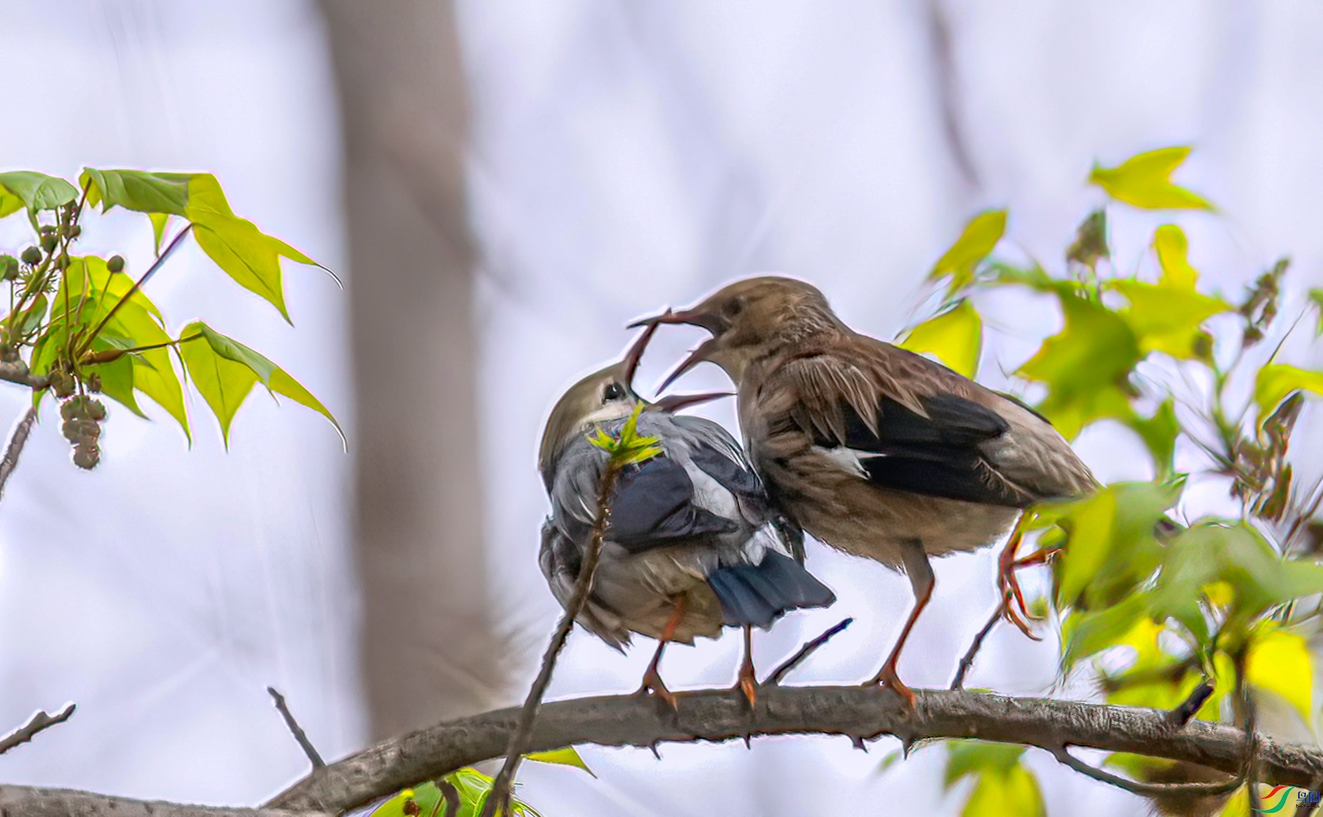 060A9974 ����-Sh---1 .jpg