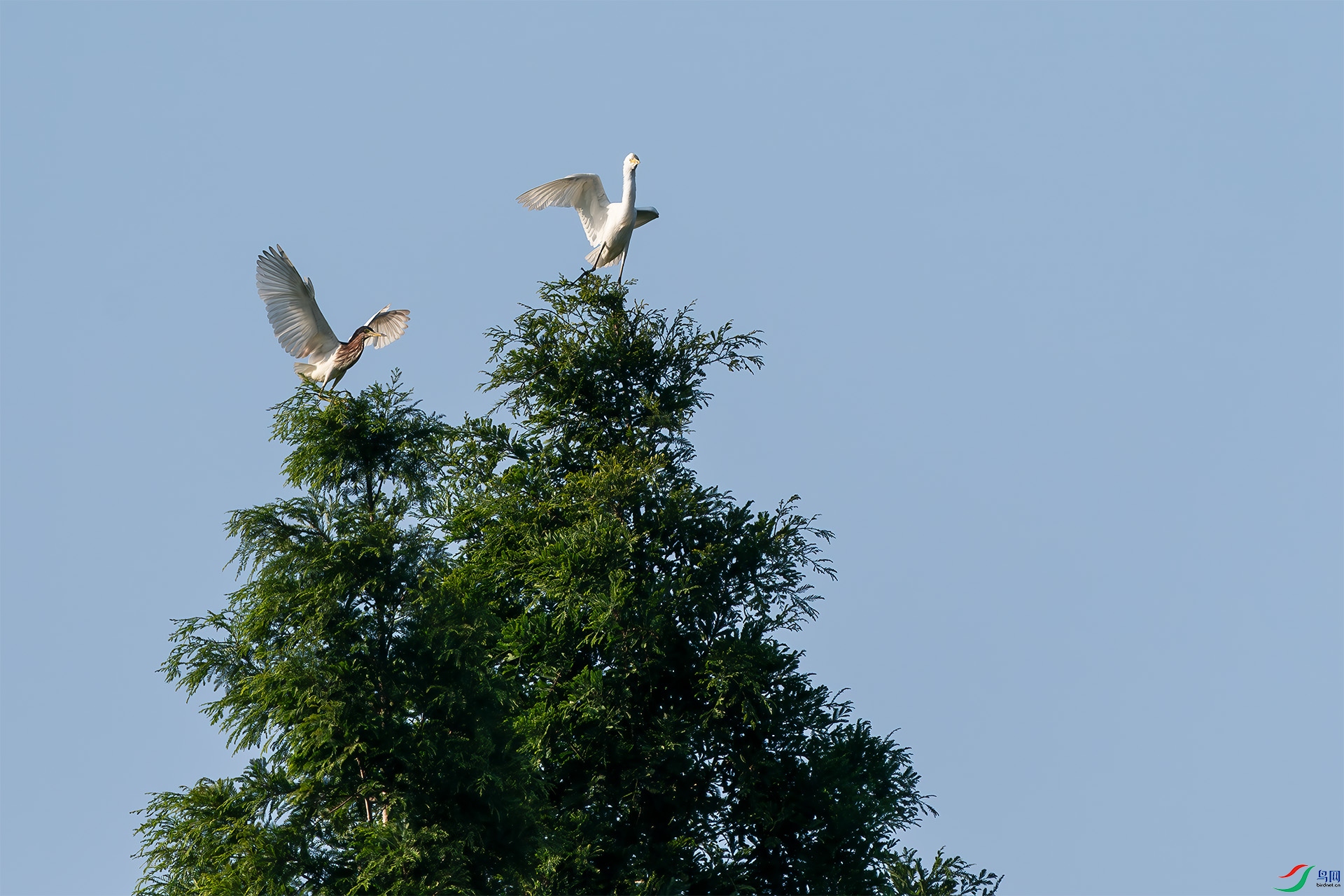 DSC07085-.jpg