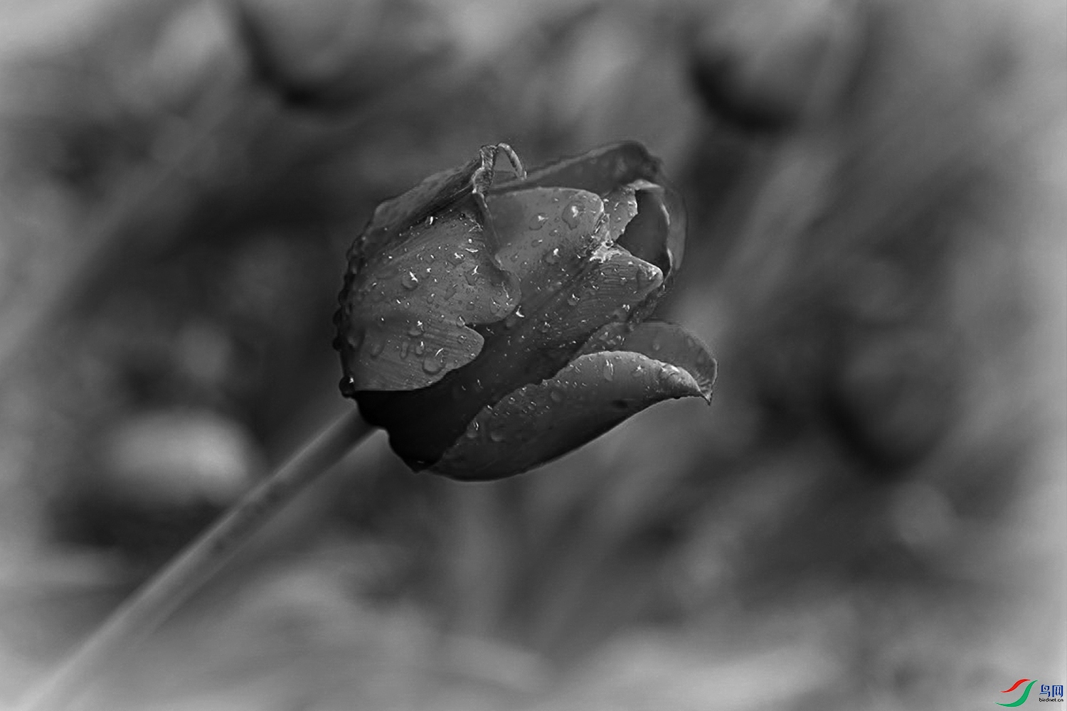 IMG_2600.jpg
