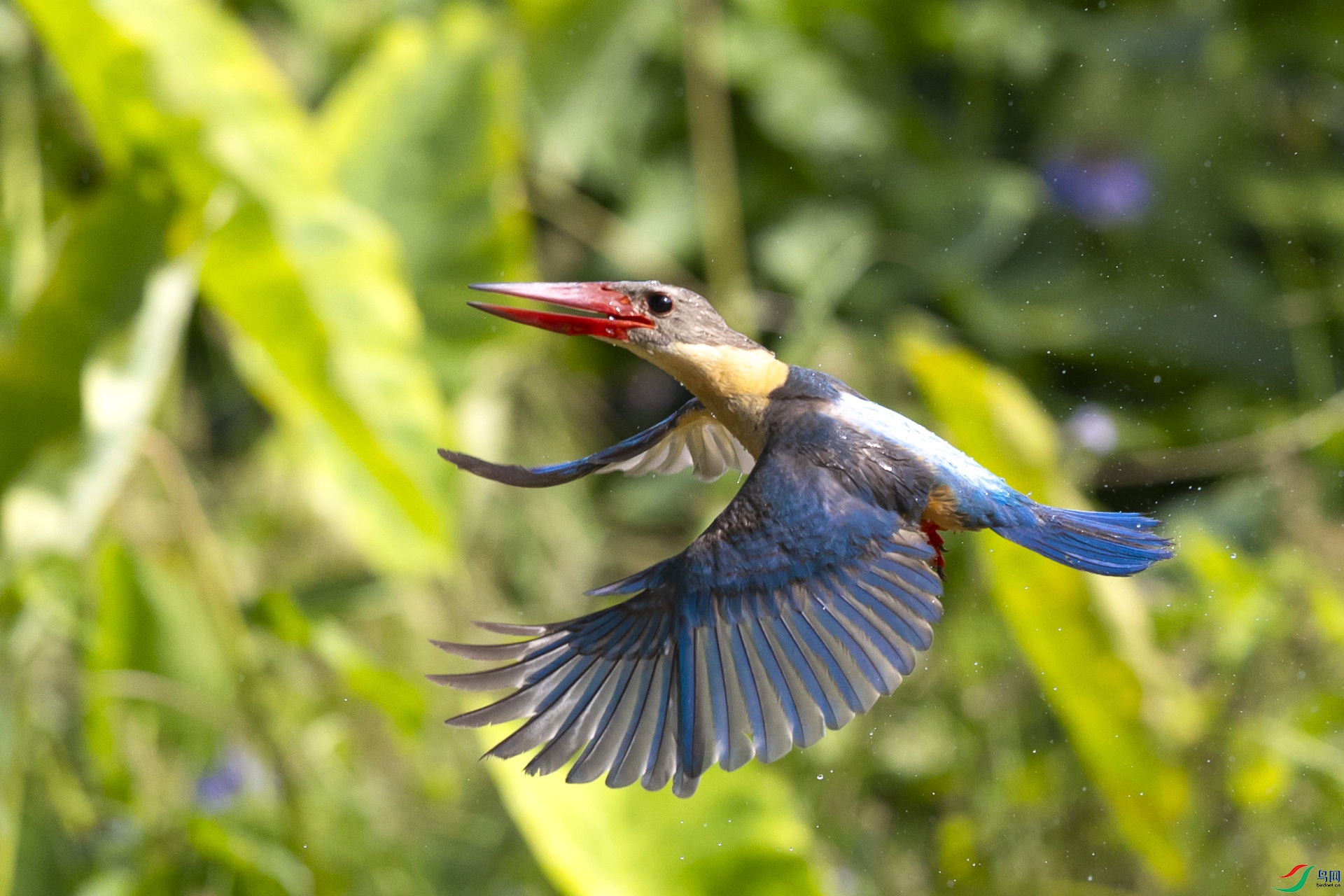 �����족���