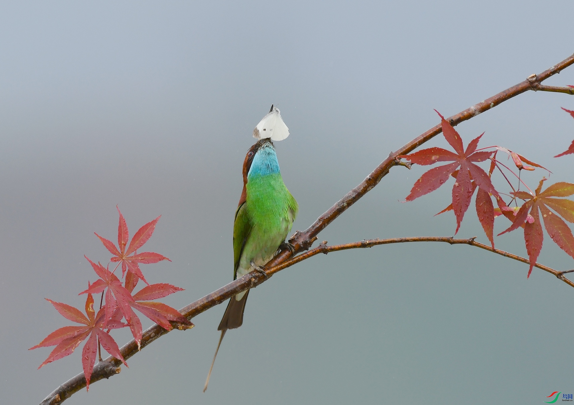 DSC_1956.jpg