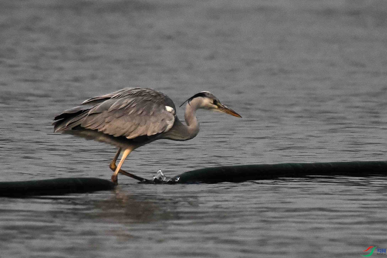 DSC_5454.JPG