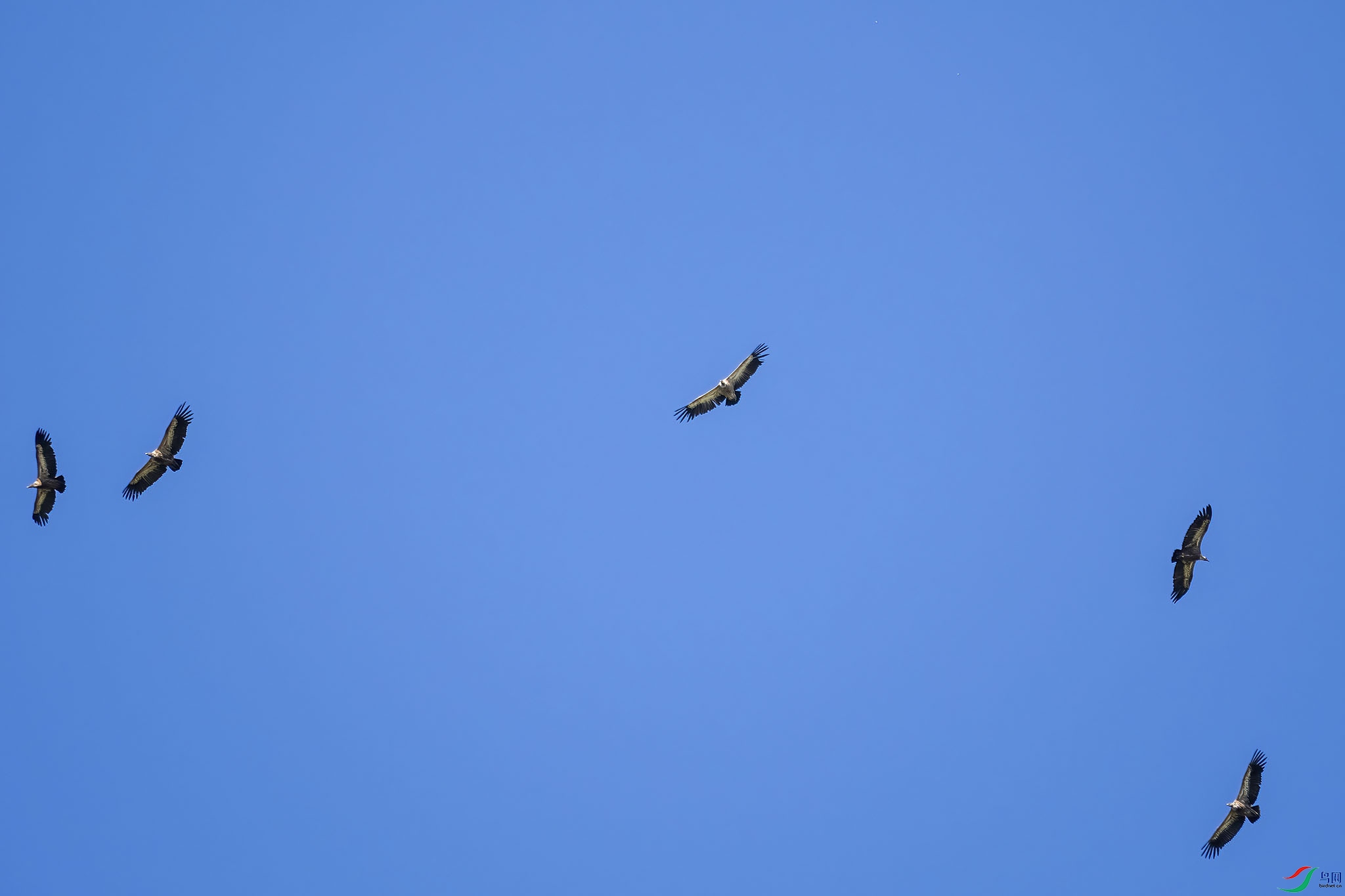 P5231420-DeNoiseAI-standard-DeNoiseAI-low-light.jpg